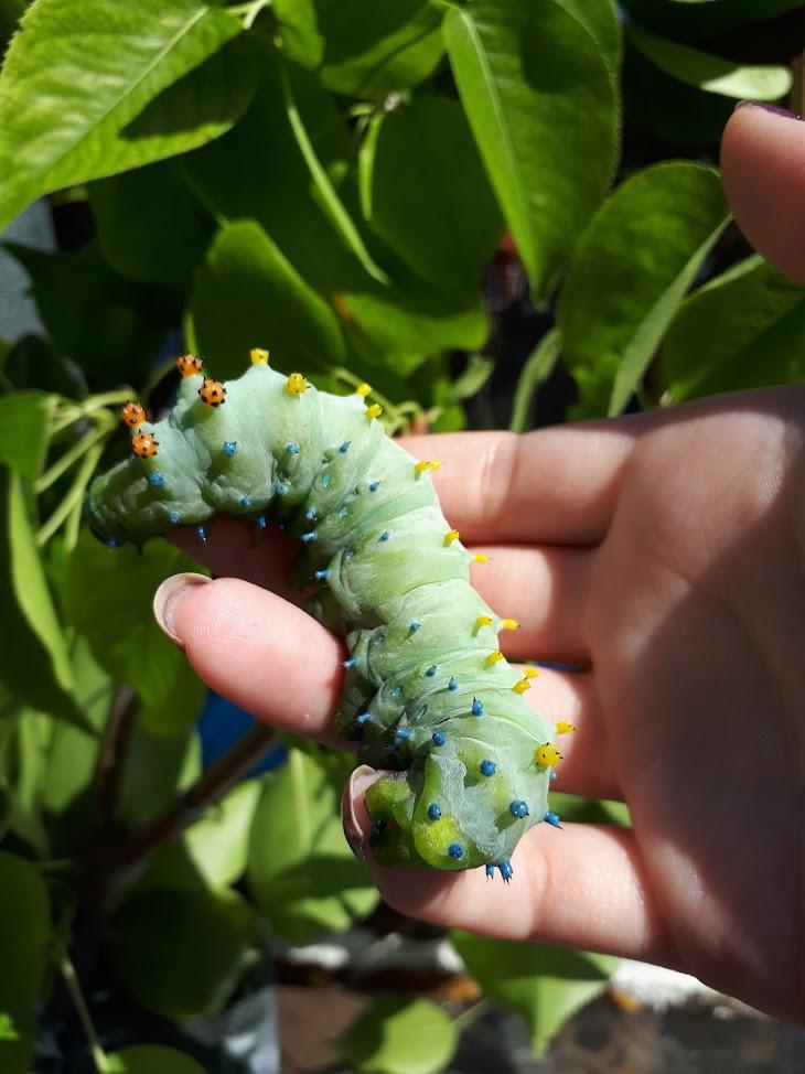 Cecropia caterpillar I raised from an egg. In its final instar stage