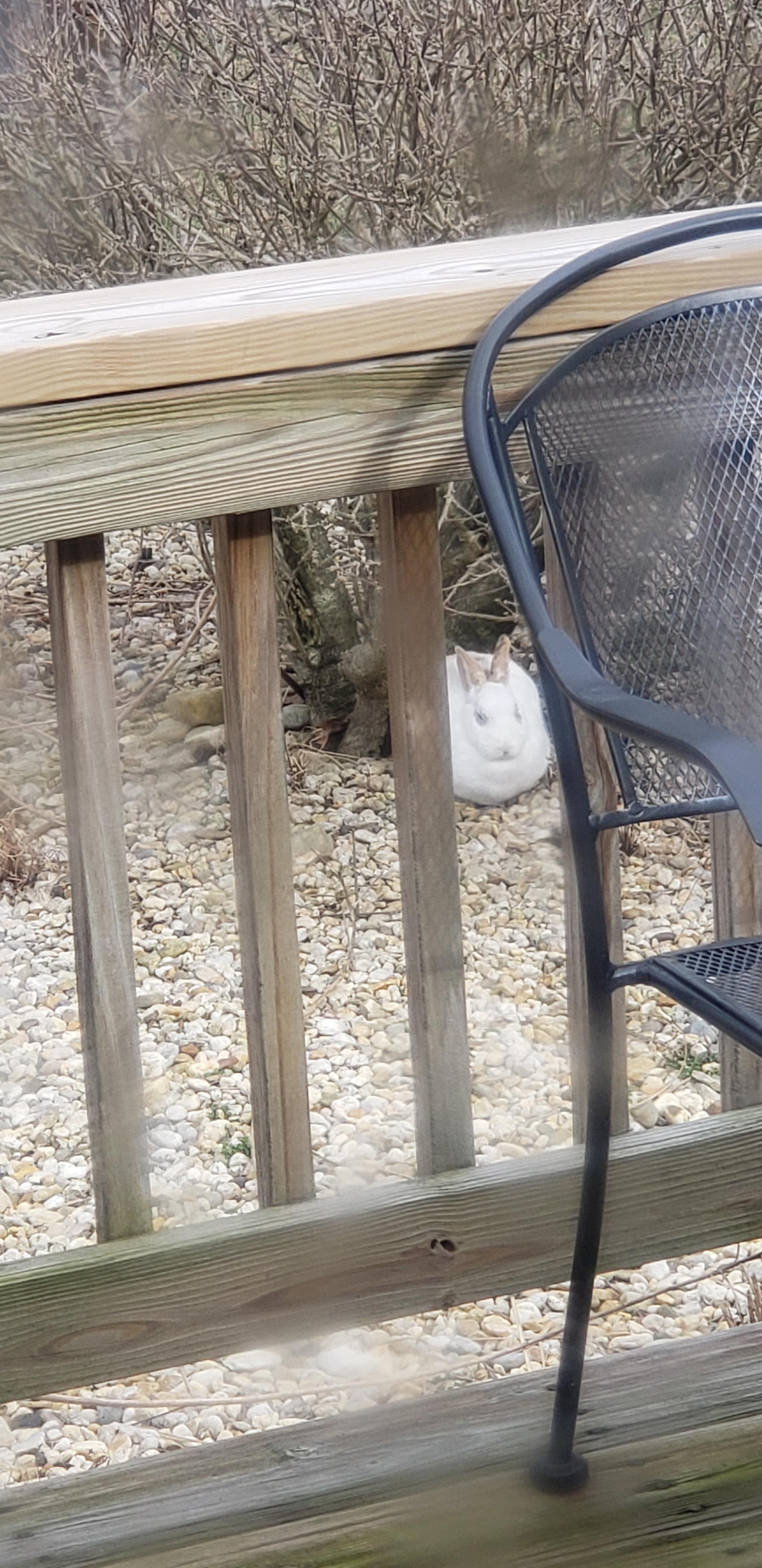 I found this rabbit in my yard what should I do? r/Rabbits