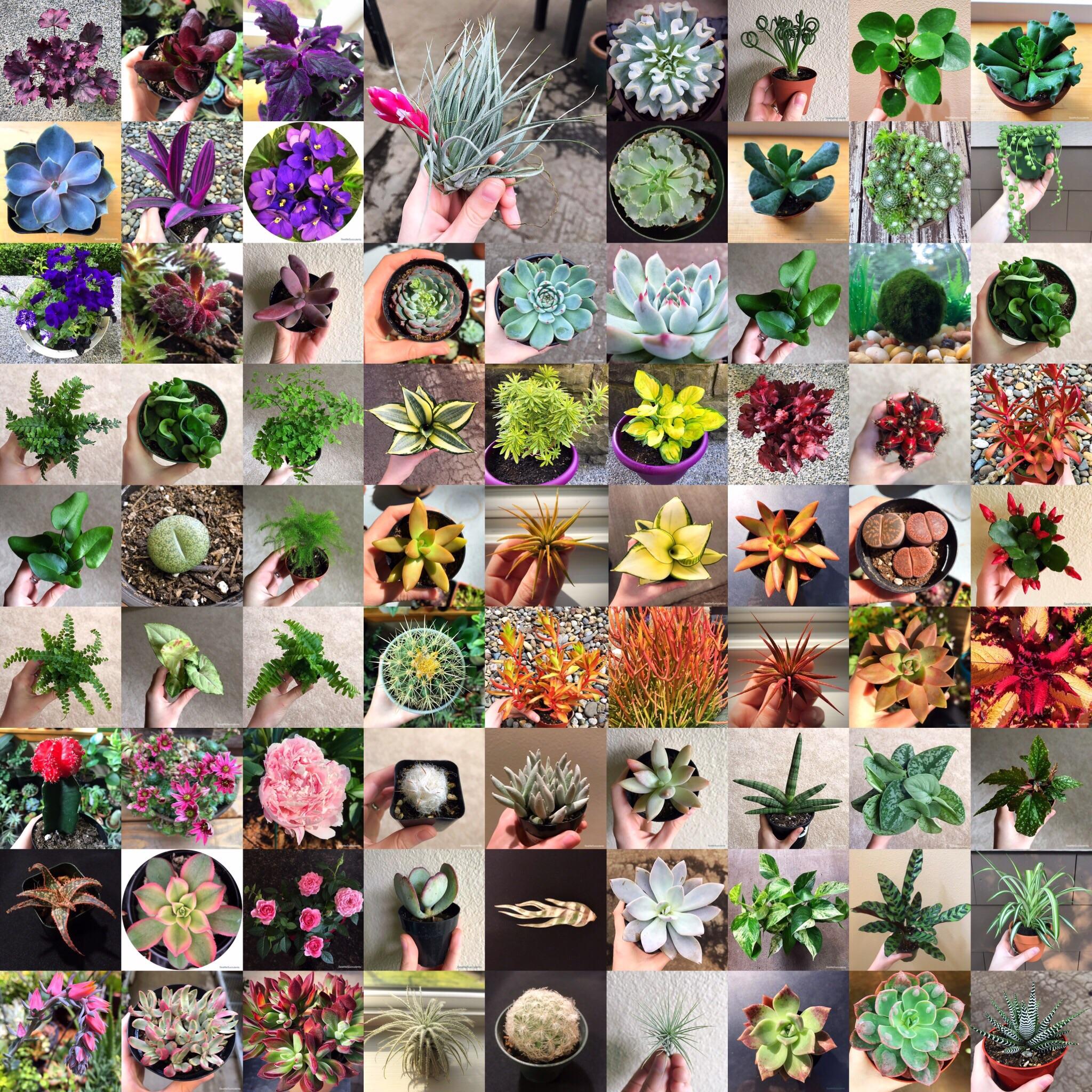 Color representation of my personal plant collections. 🌿🌈 r/gardening