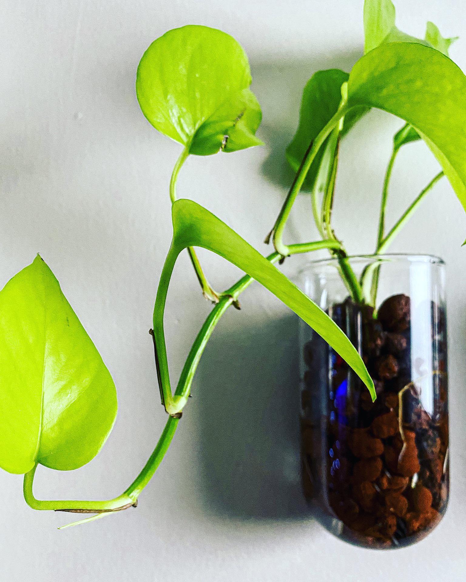 1 best ideas for coloring Growing Plants In Leca