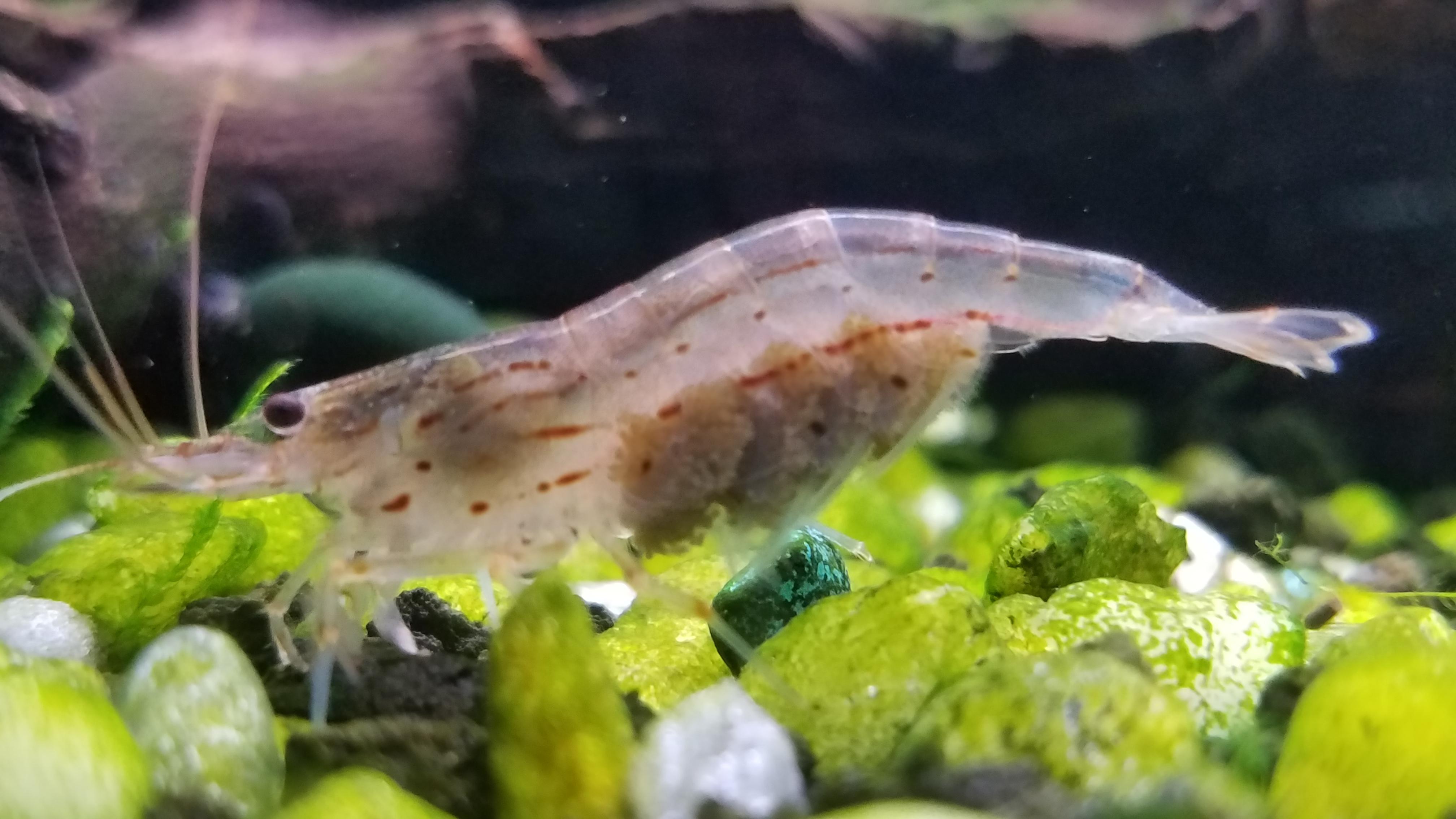 Amano shrimp with eggs Aquariums