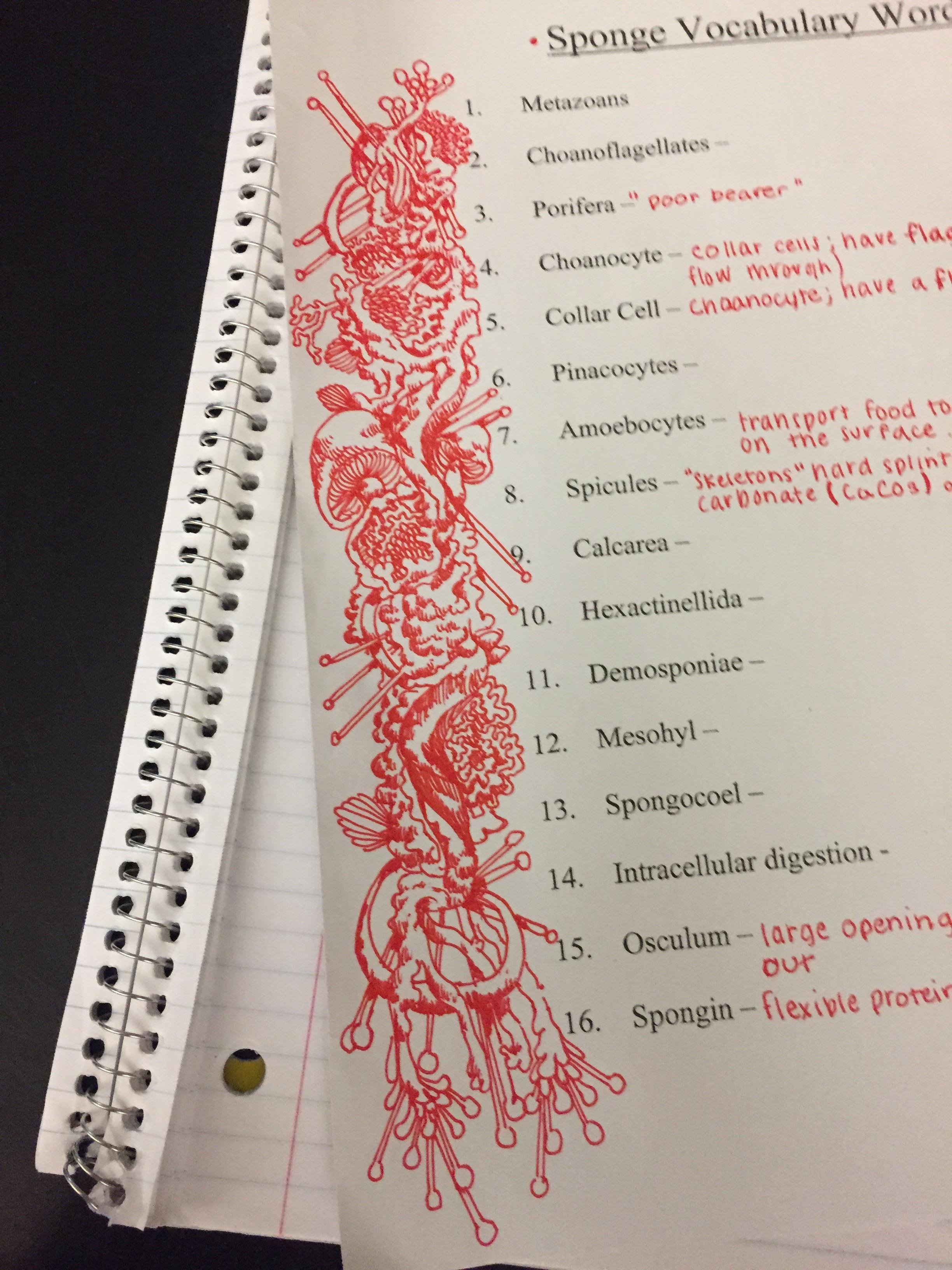 Notes in Zoology r/doodles