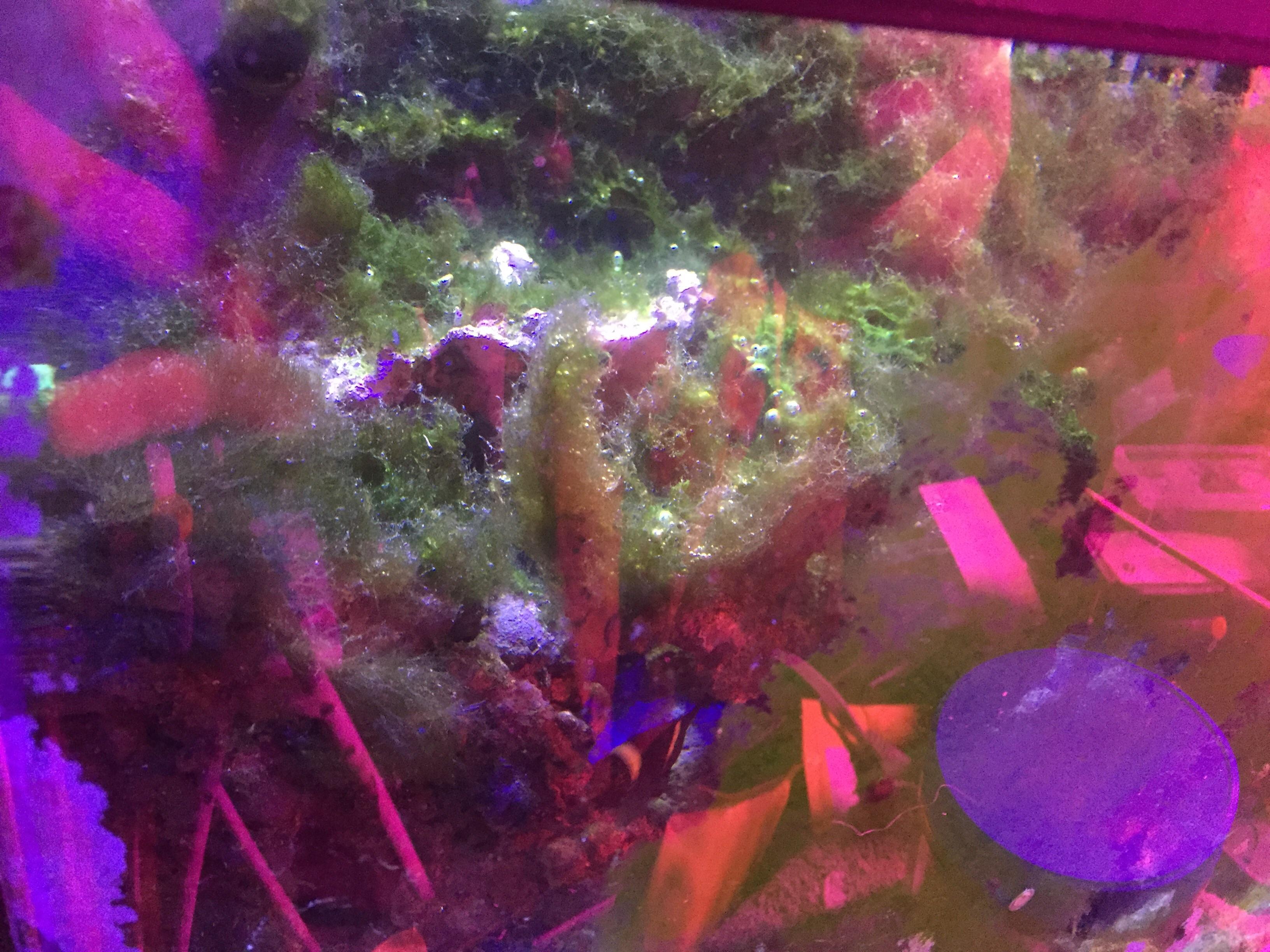 Any ideas on how to handle this hair algae that keeps growing back? r