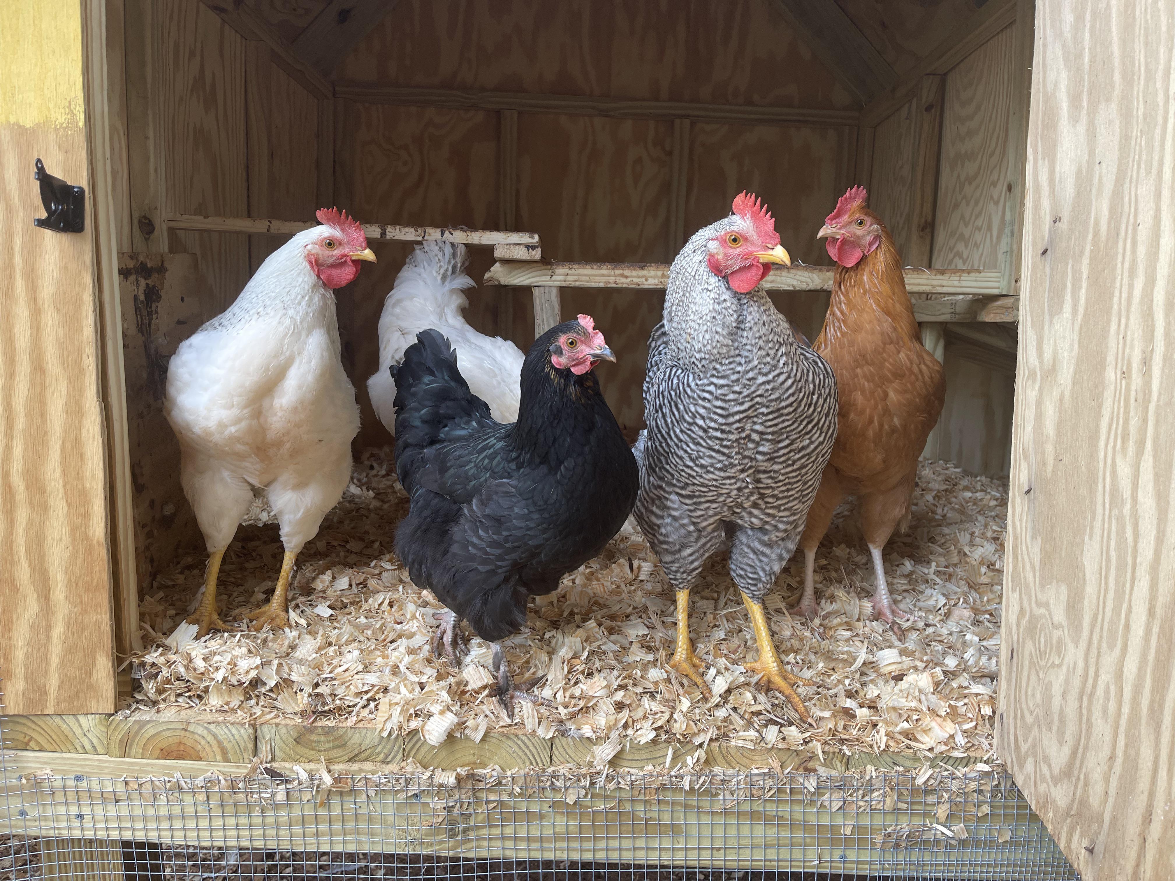 Need Roosters? r/greenville