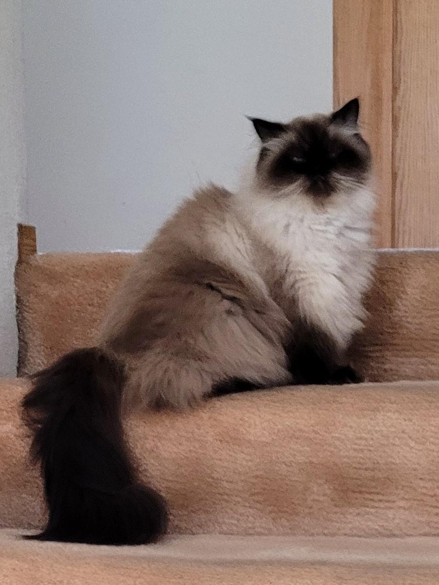 Guarding the stairs. r/bottlebrush