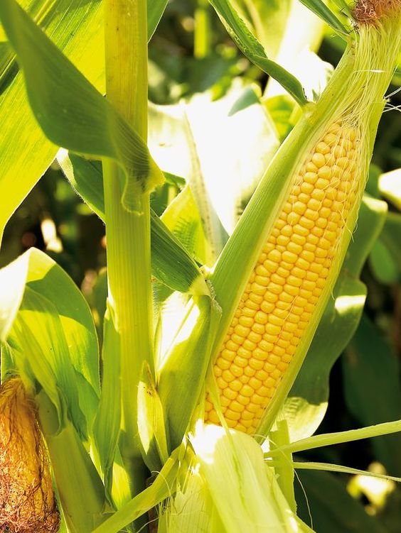 Can you successfully grow sweet corn in your garden? r/gardening