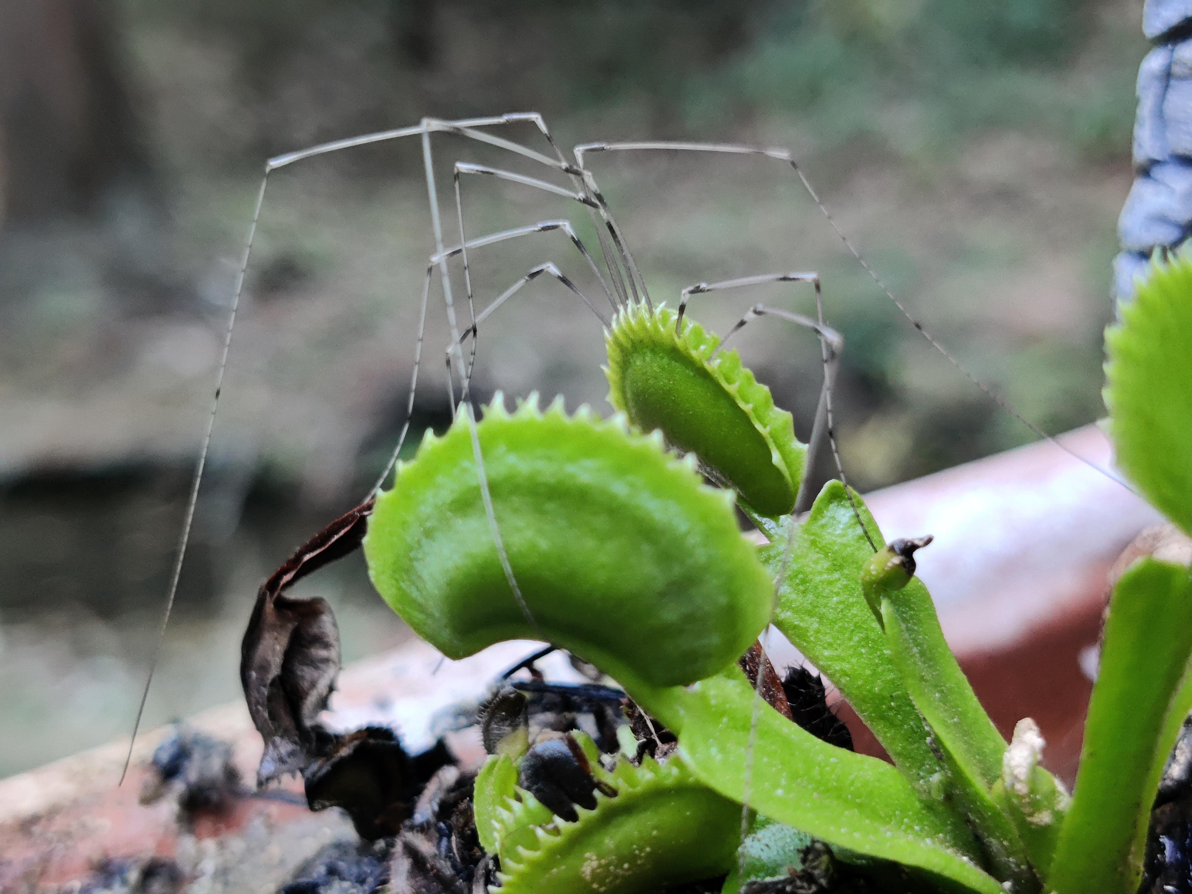 Venus Flytrap Eating A Spider