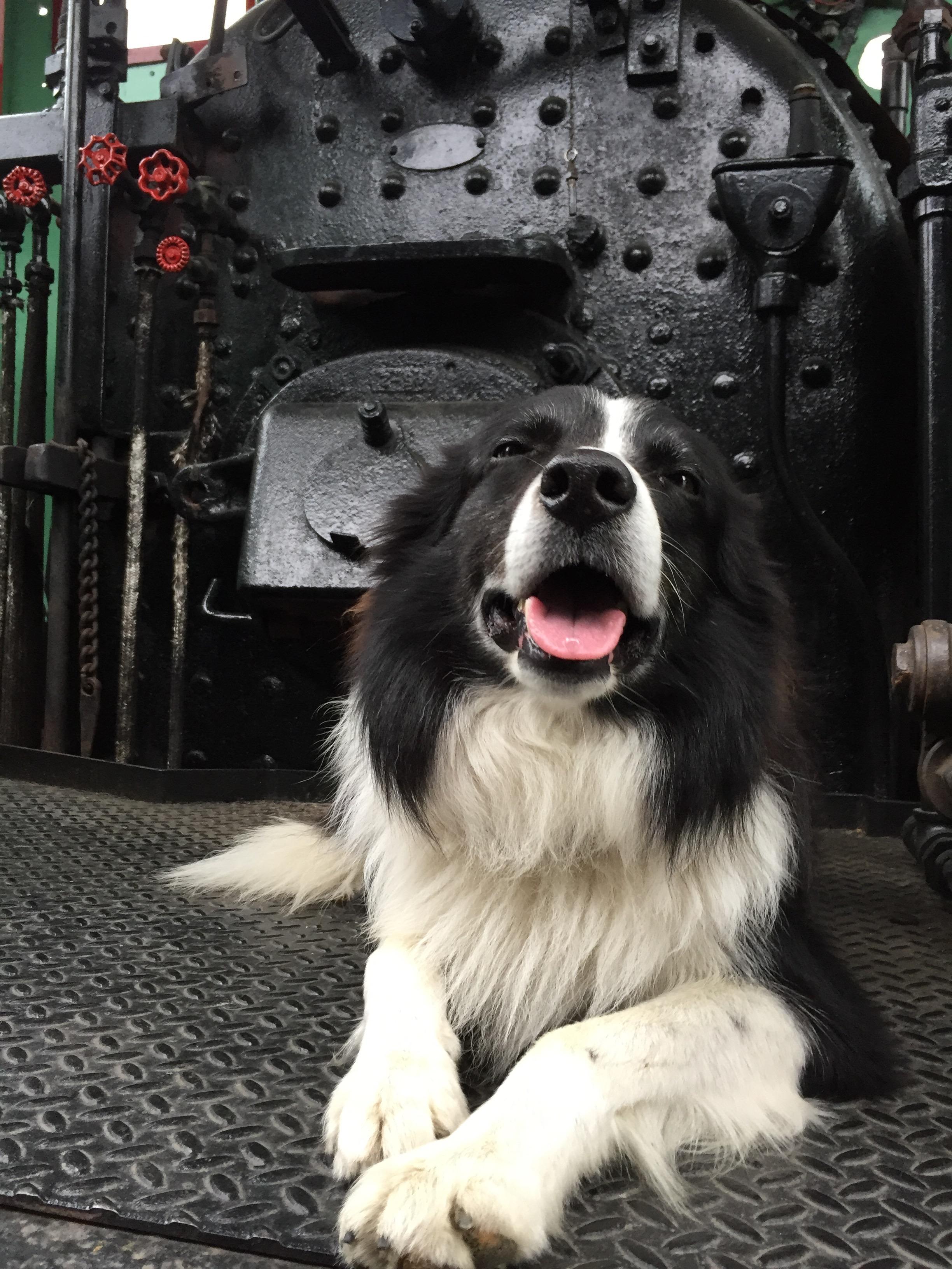 My border collie is my best feature, even on a train r/BorderCollie