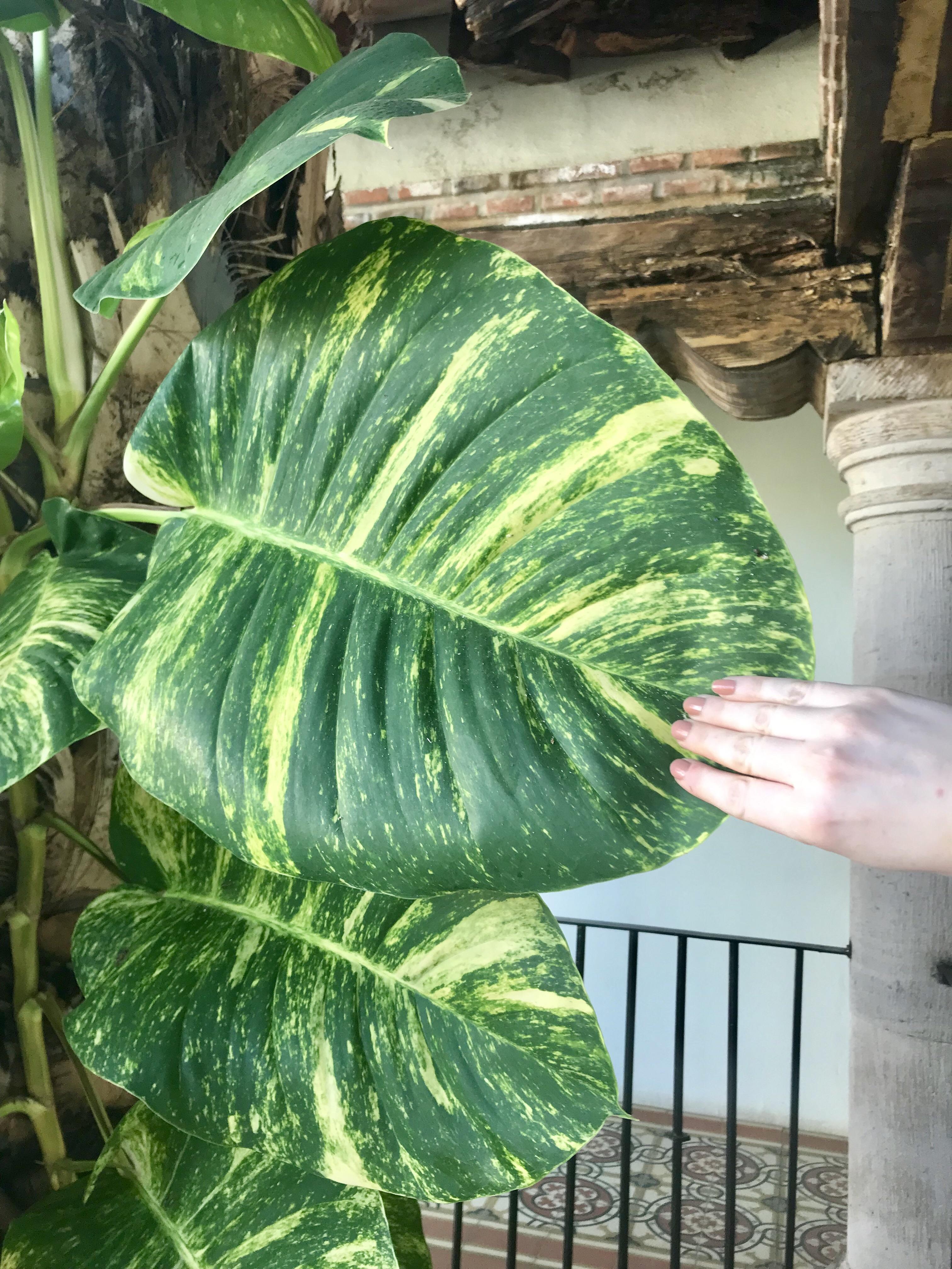 Golden Giant Pothos Pothos Plant