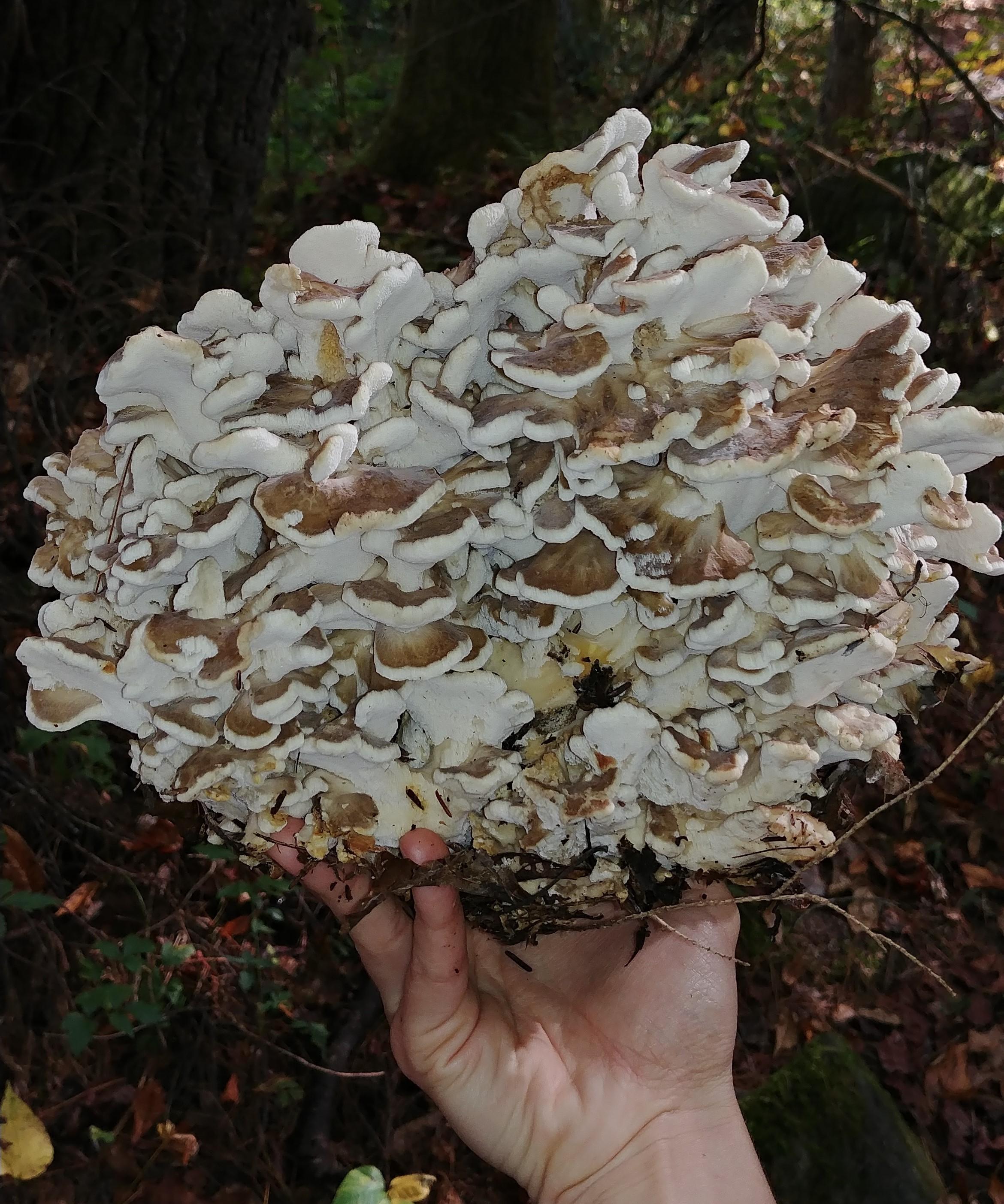 ID Request Is this hen of the woods? Found in East TN, weighing in at 5 lbs. r/mycology