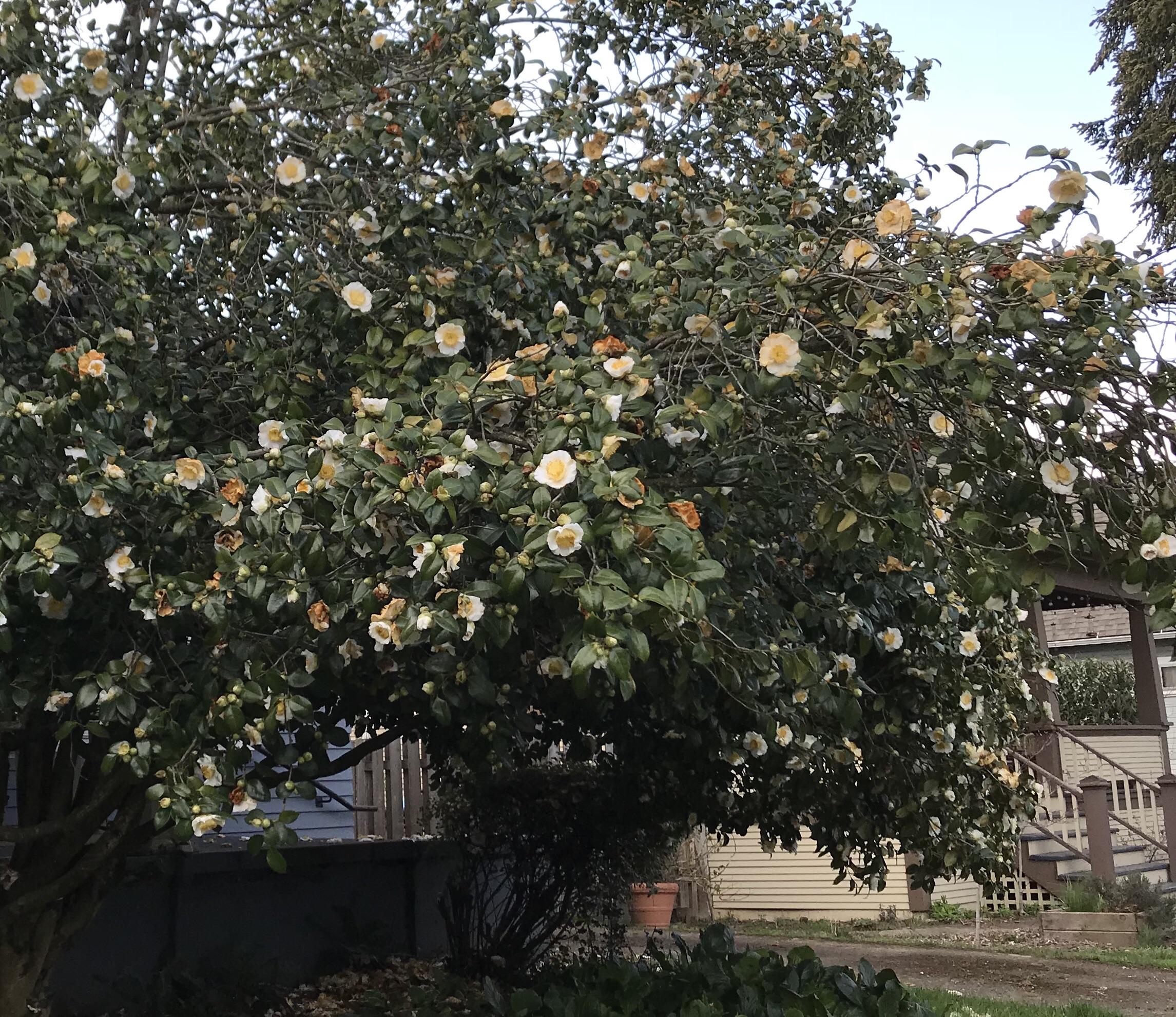 The flowers on this tree look like fried eggs r/mildlyinteresting