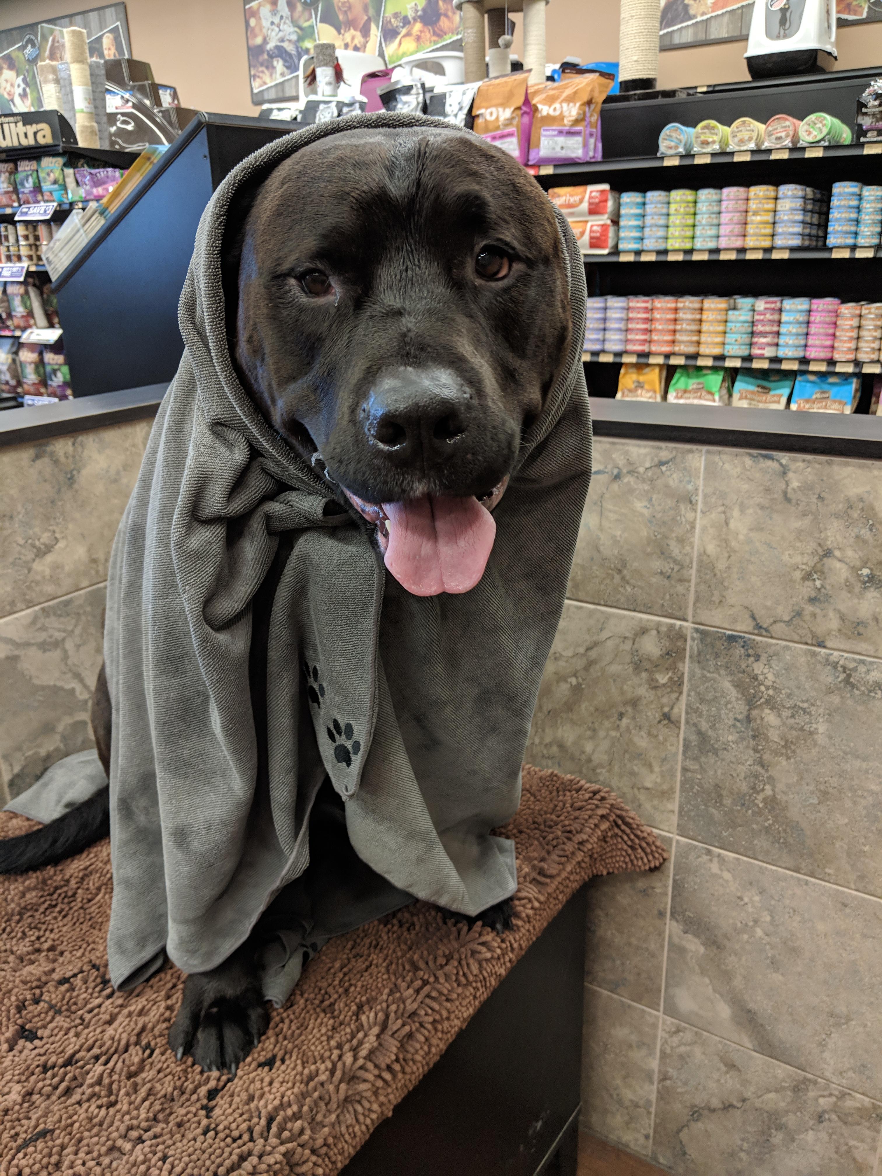 Good boy at the dog wash r/pitbulls
