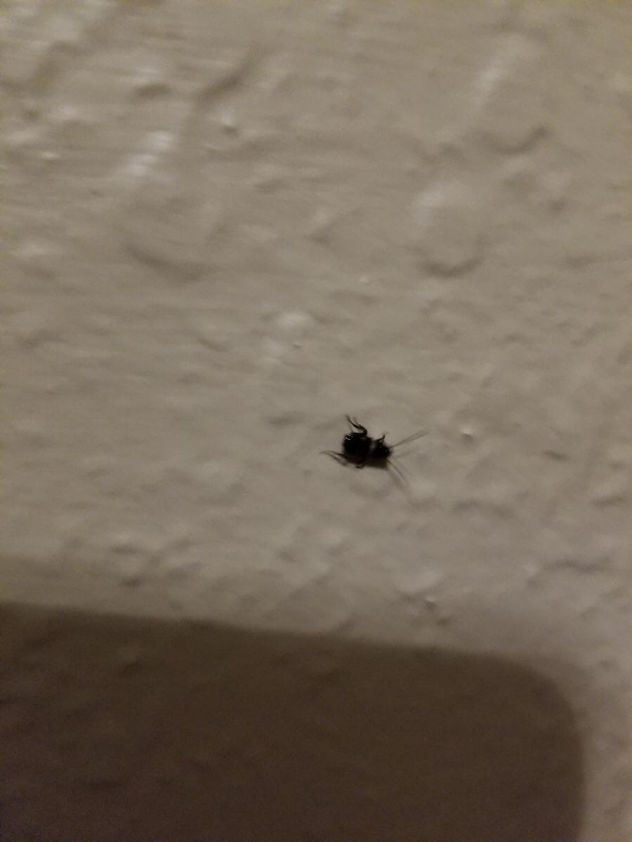 Found 5 or 6 of these in my bathroom and bedroom. I fear they might be