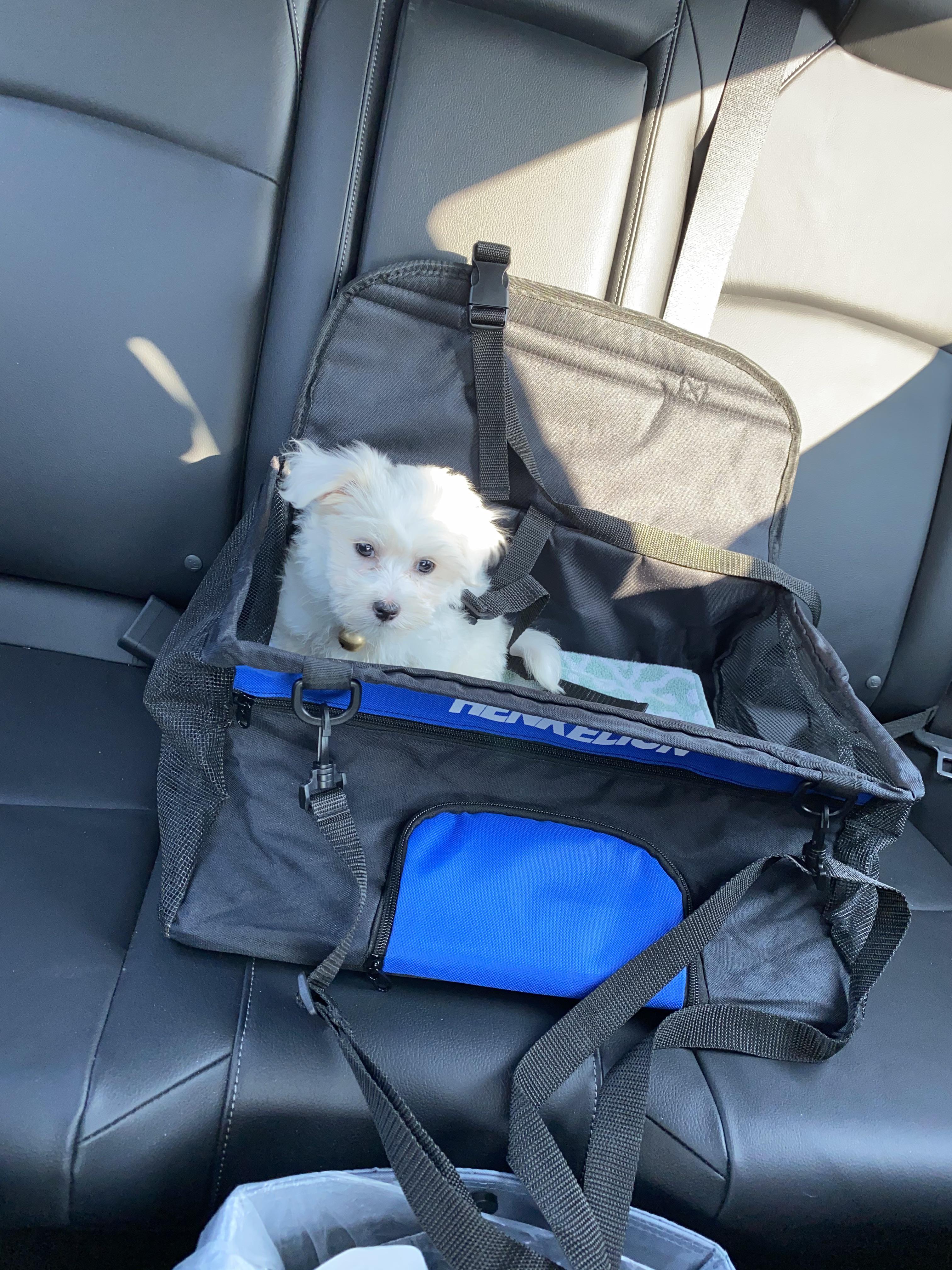 Getting ready for first car seat… r/Maltese