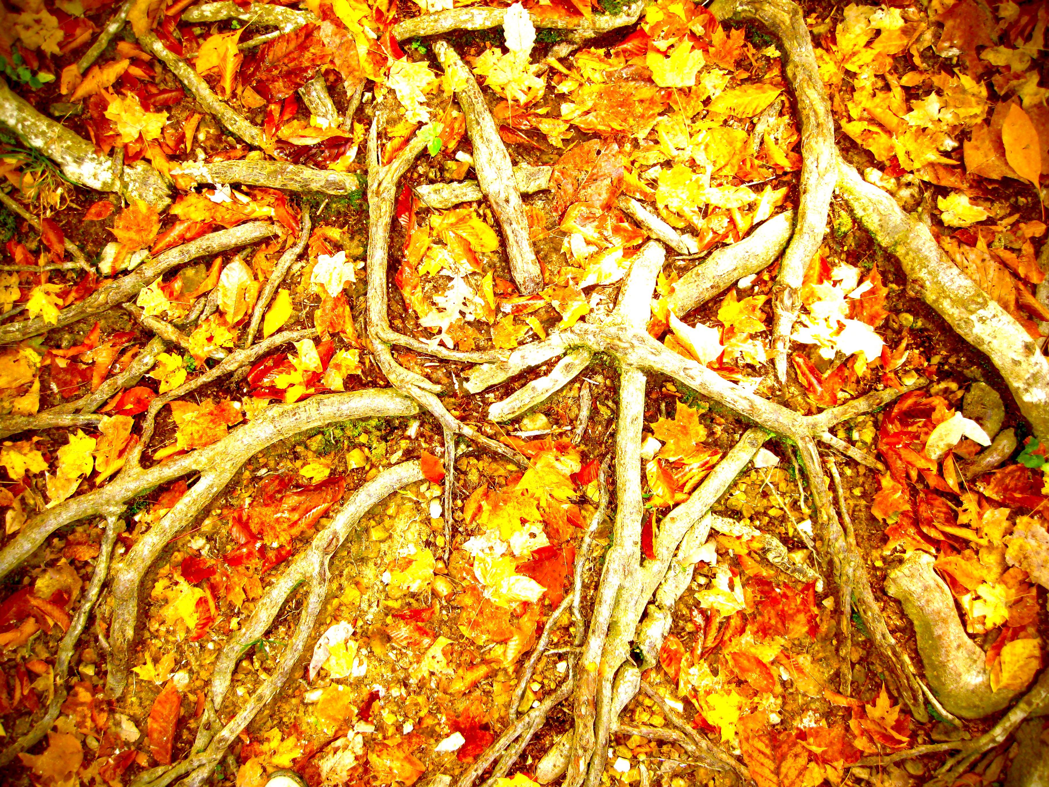 Poplar tree roots, Cowpasture River, Bath County, VA r/pics
