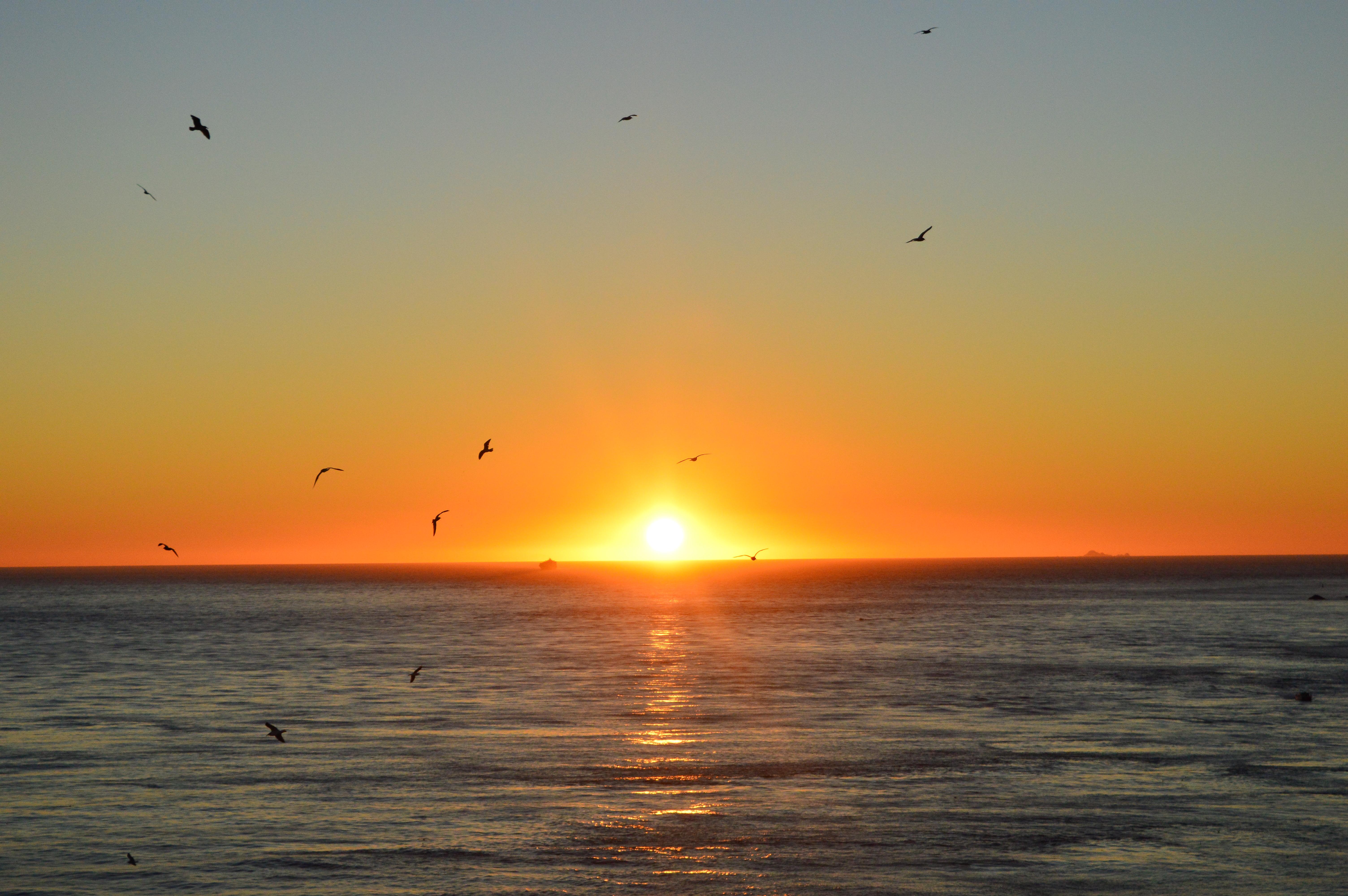 Sunset, ocean, birds. The usual ) r/AmateurPhotography