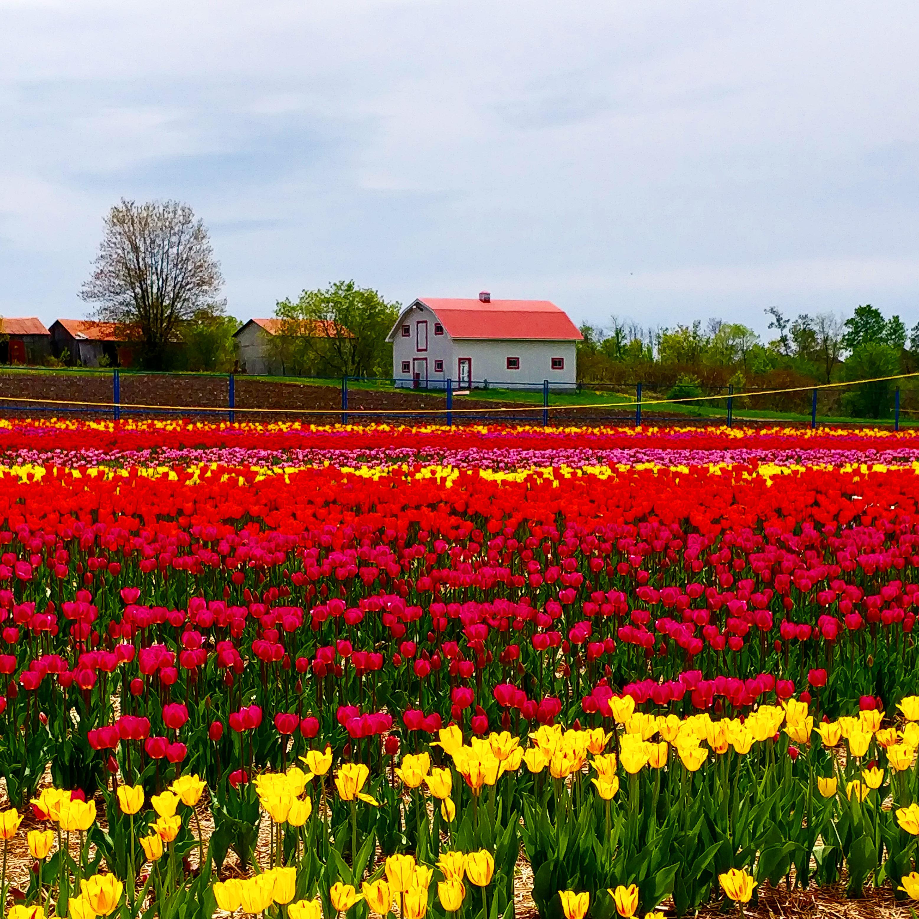 Festival de tulipe r/Quebec