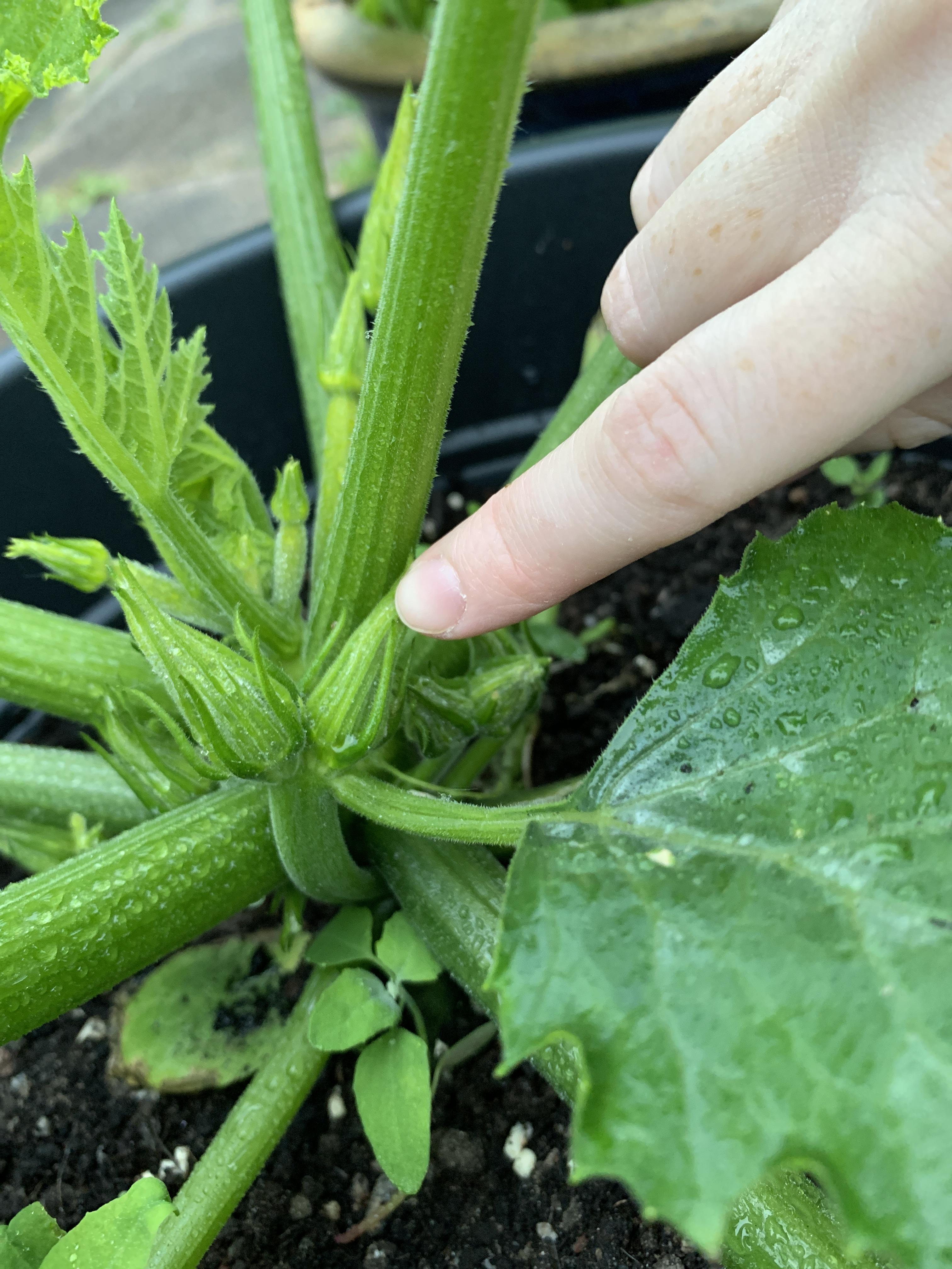 One of my male courgette flowers has two buds and a leaf growing from