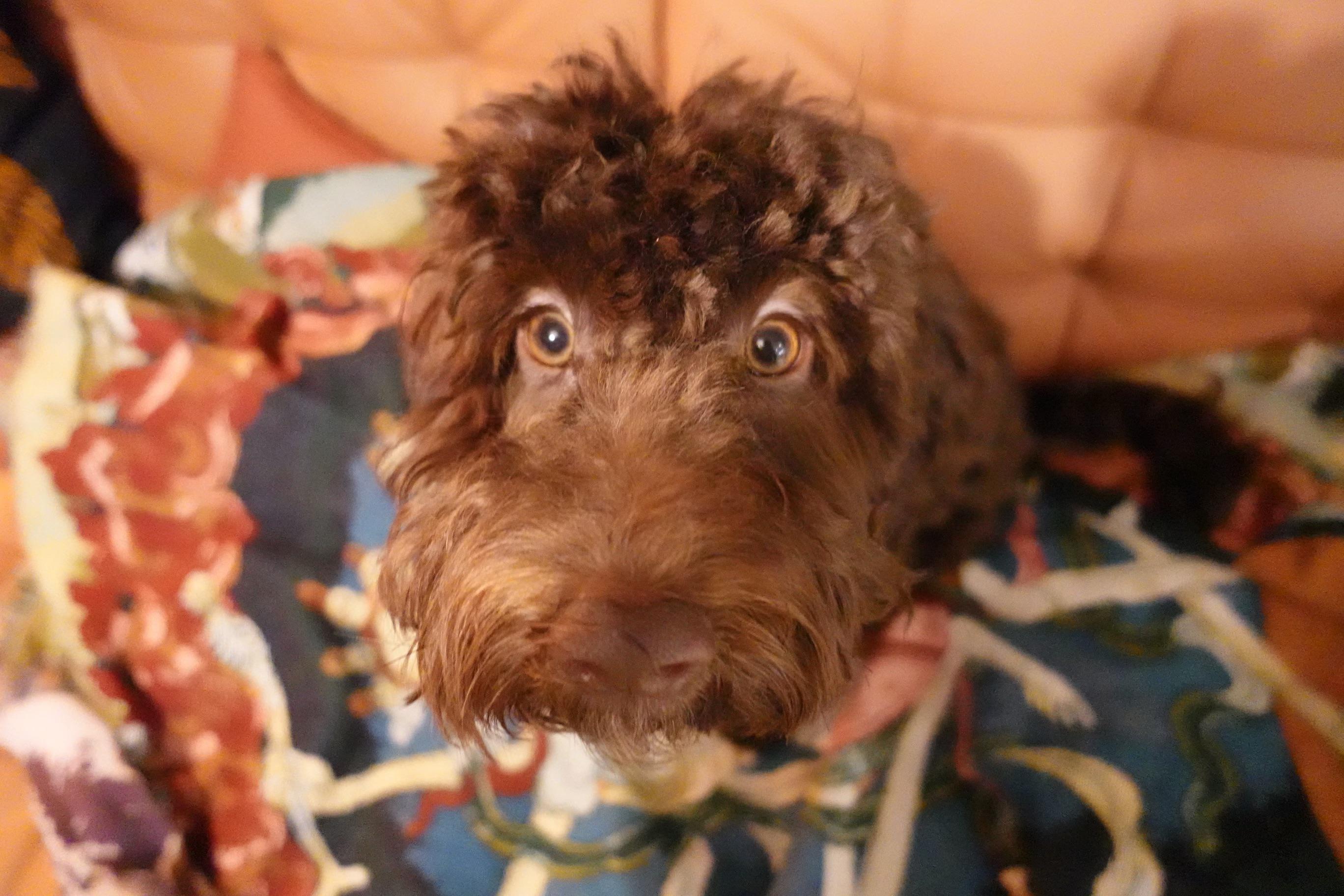Here’s my ridiculously adorable puppy!! 🤎 : u/chunkynymph