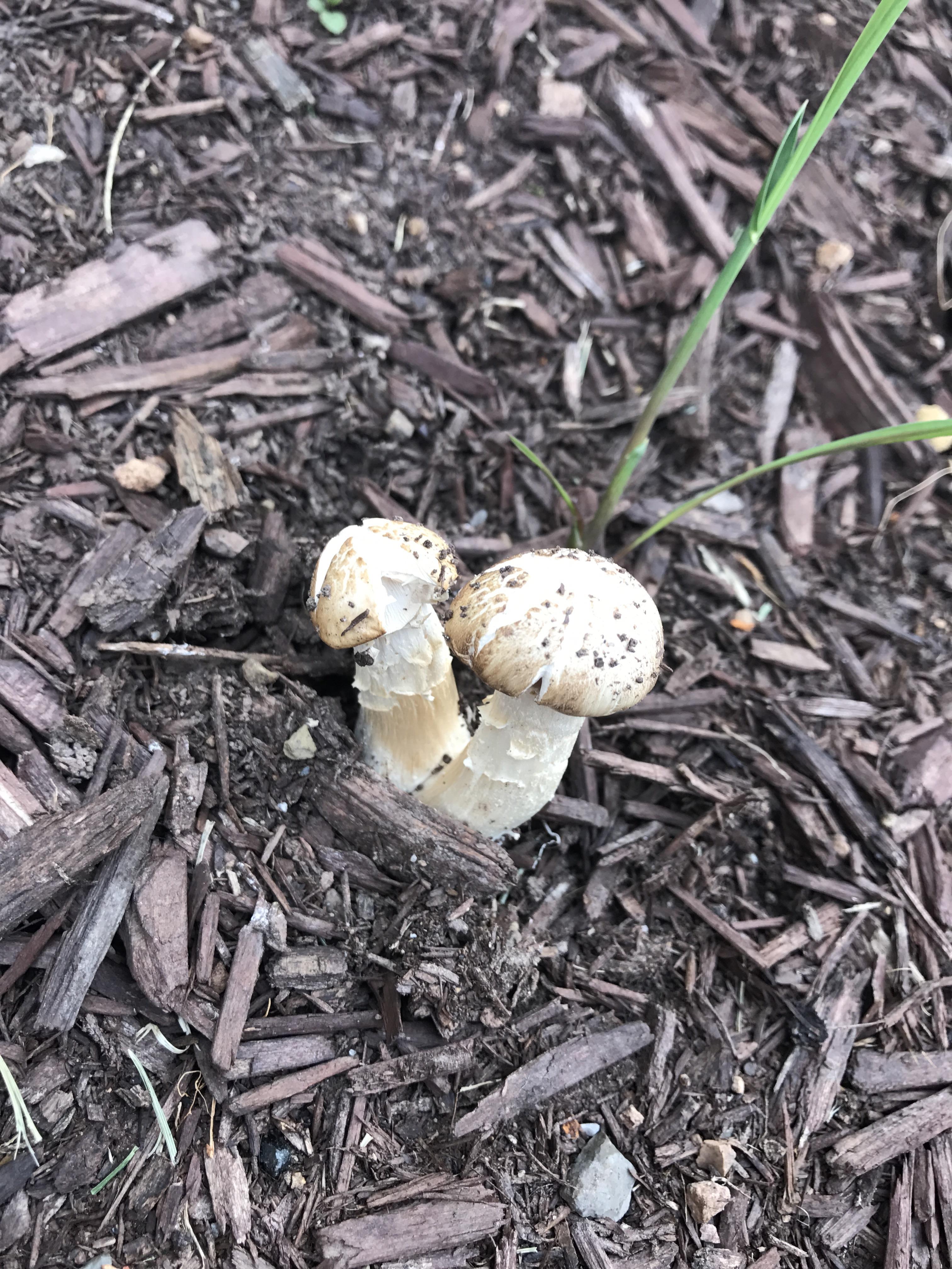 Help identifying small white mushroom. about 2.5 inches tall. found in