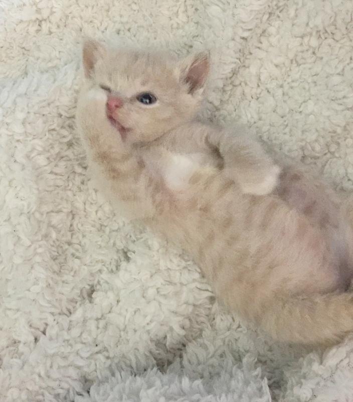 My ginger kitten at 8 weeks old. r/gingerkitty