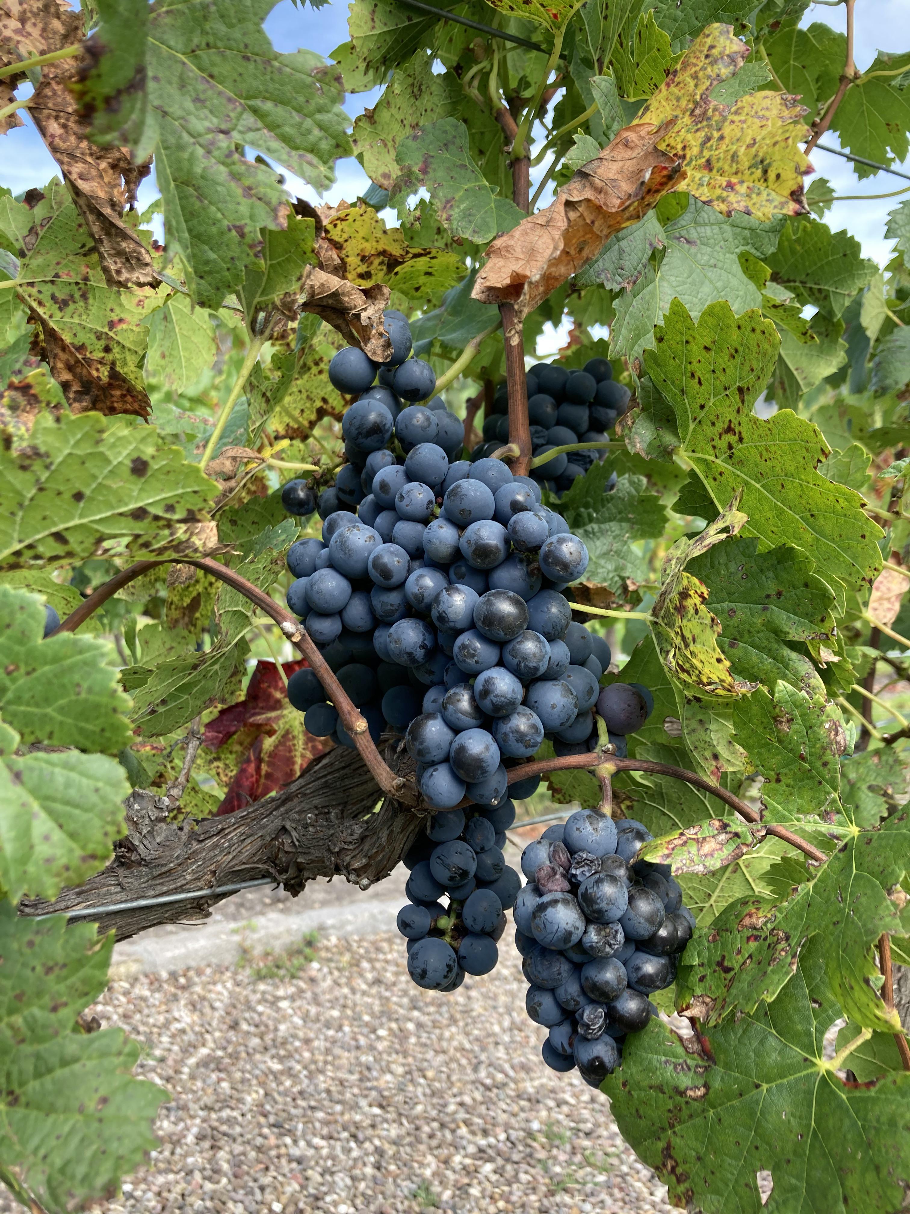 Mexican wine grapes near SMA r/pics