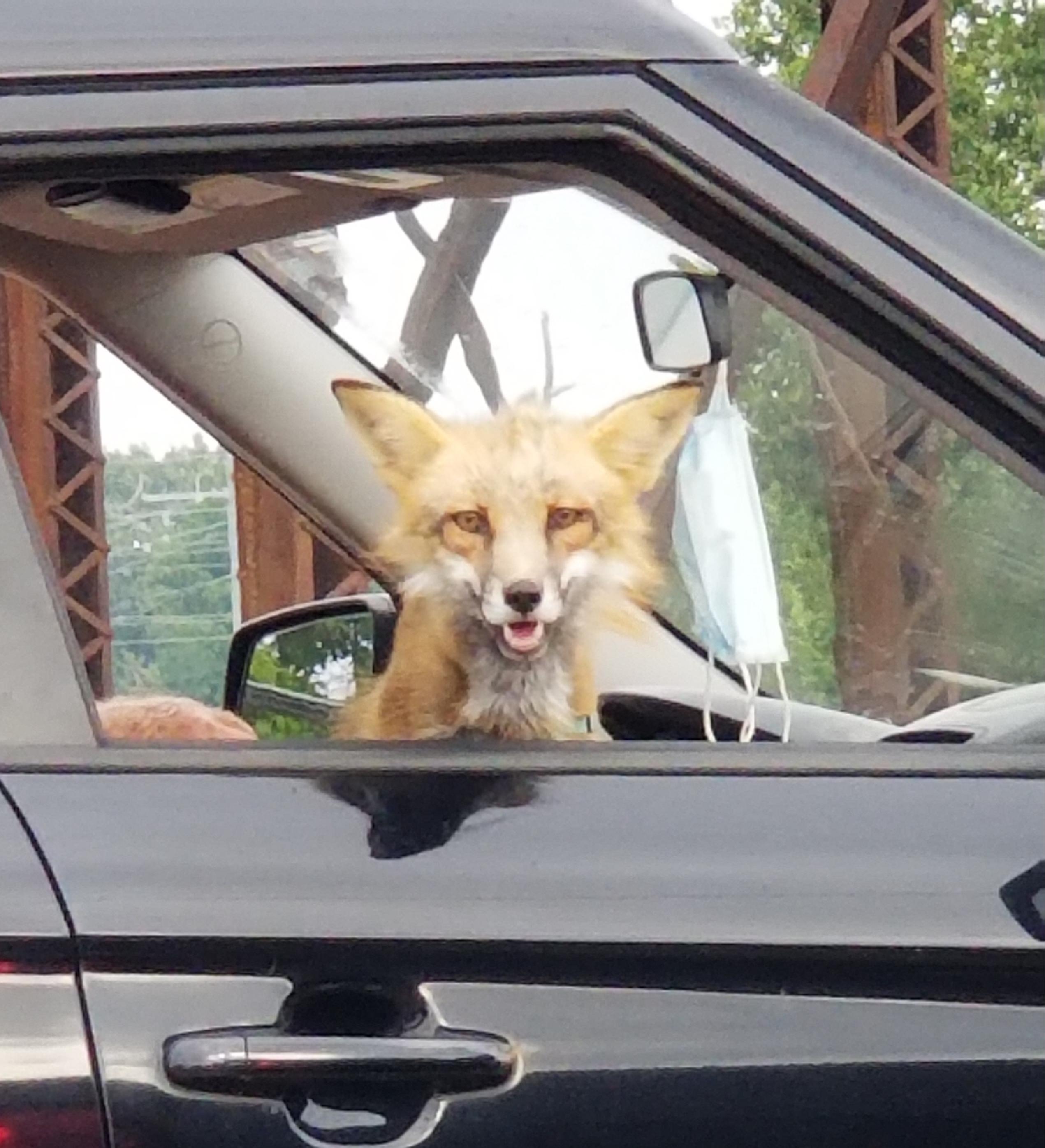 I saw this fox riding in a car like a dog. r/mildlyinteresting