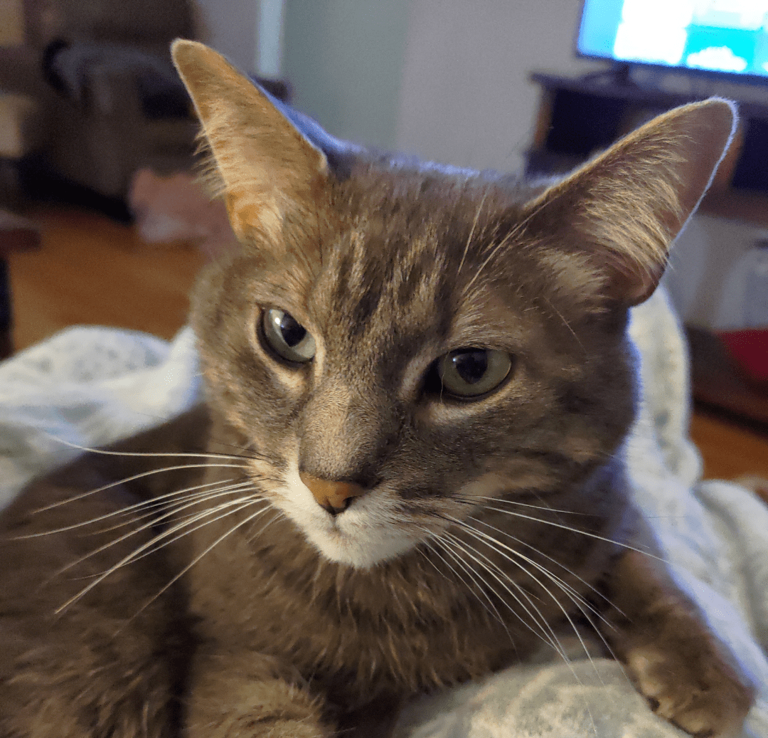 Treats for my picky cat? r/cats