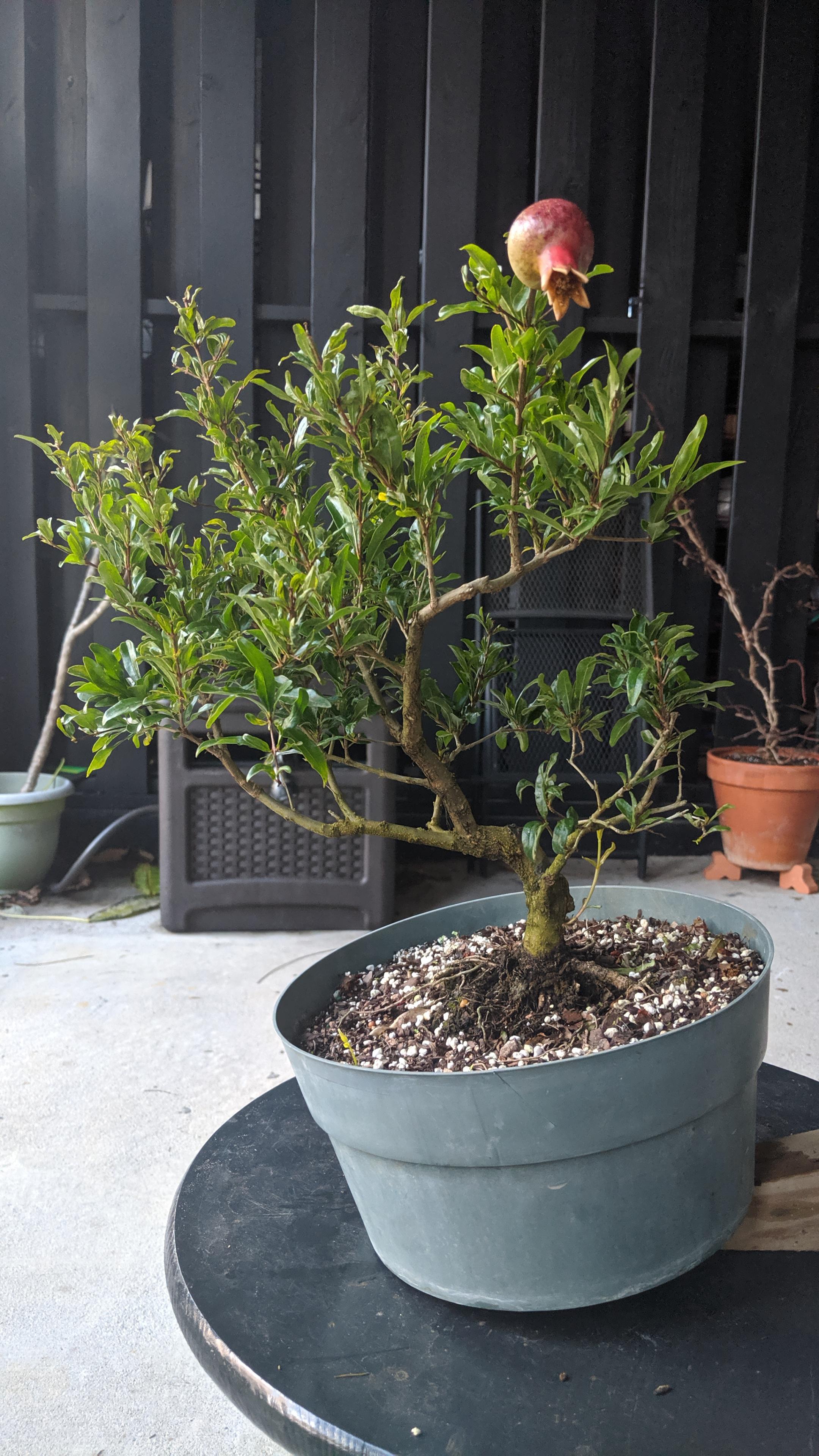 Went to a bonsai expo in NC and added 11 prebonsai to my collection