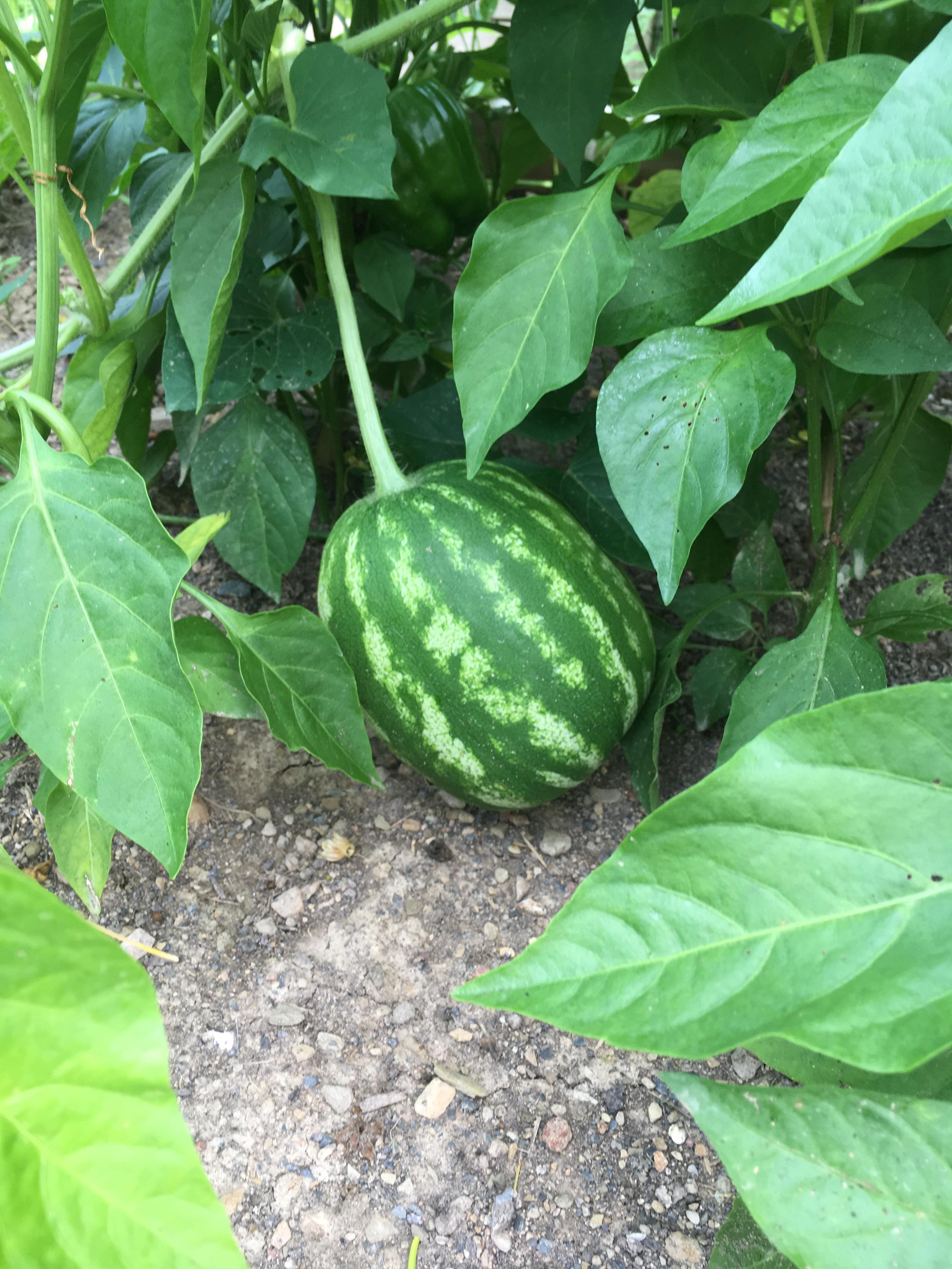 First watermelon. Zone 6b. r/gardening