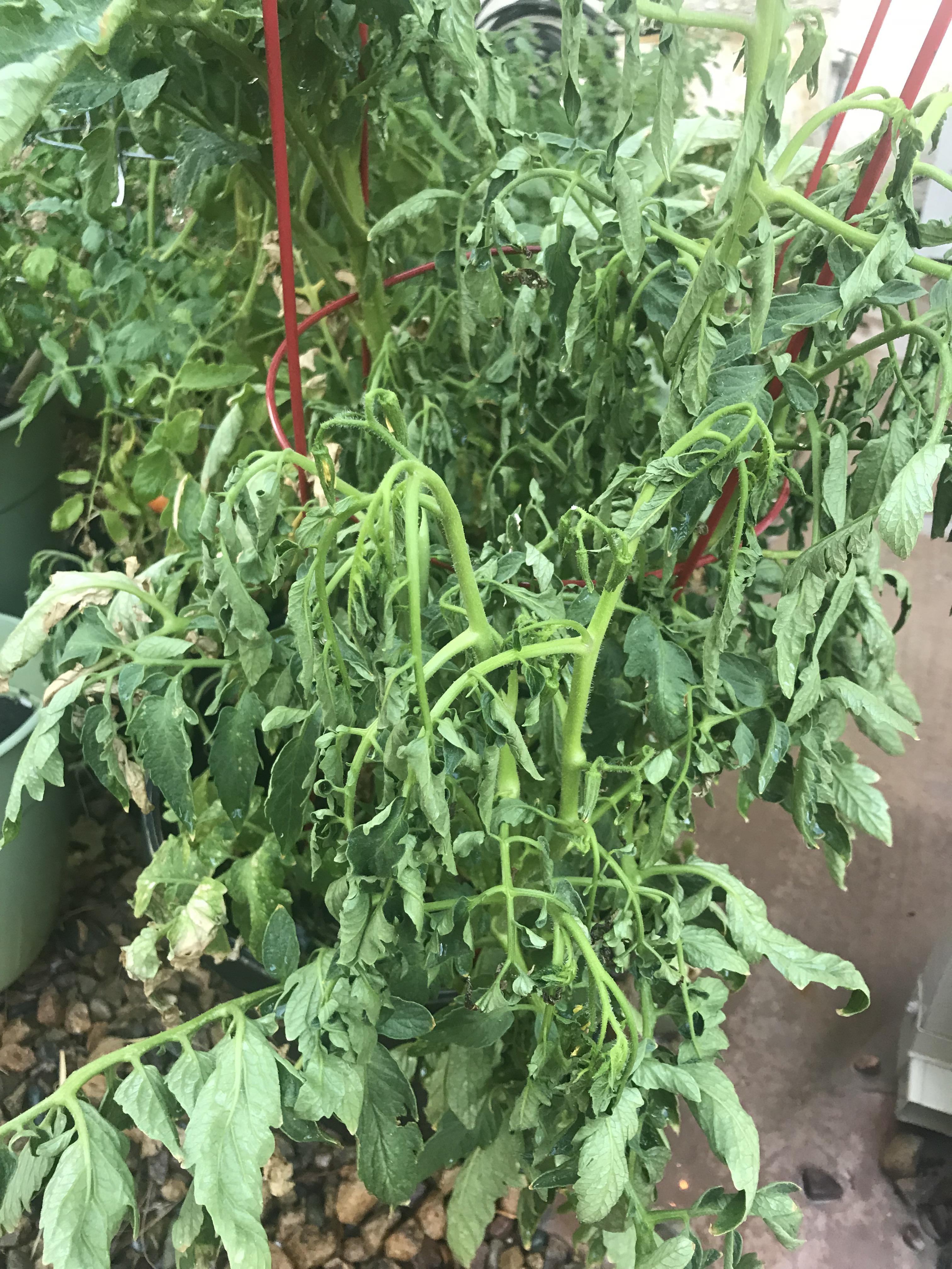 Since we’re talking tomatoes, here in Las Vegas the daily heat is