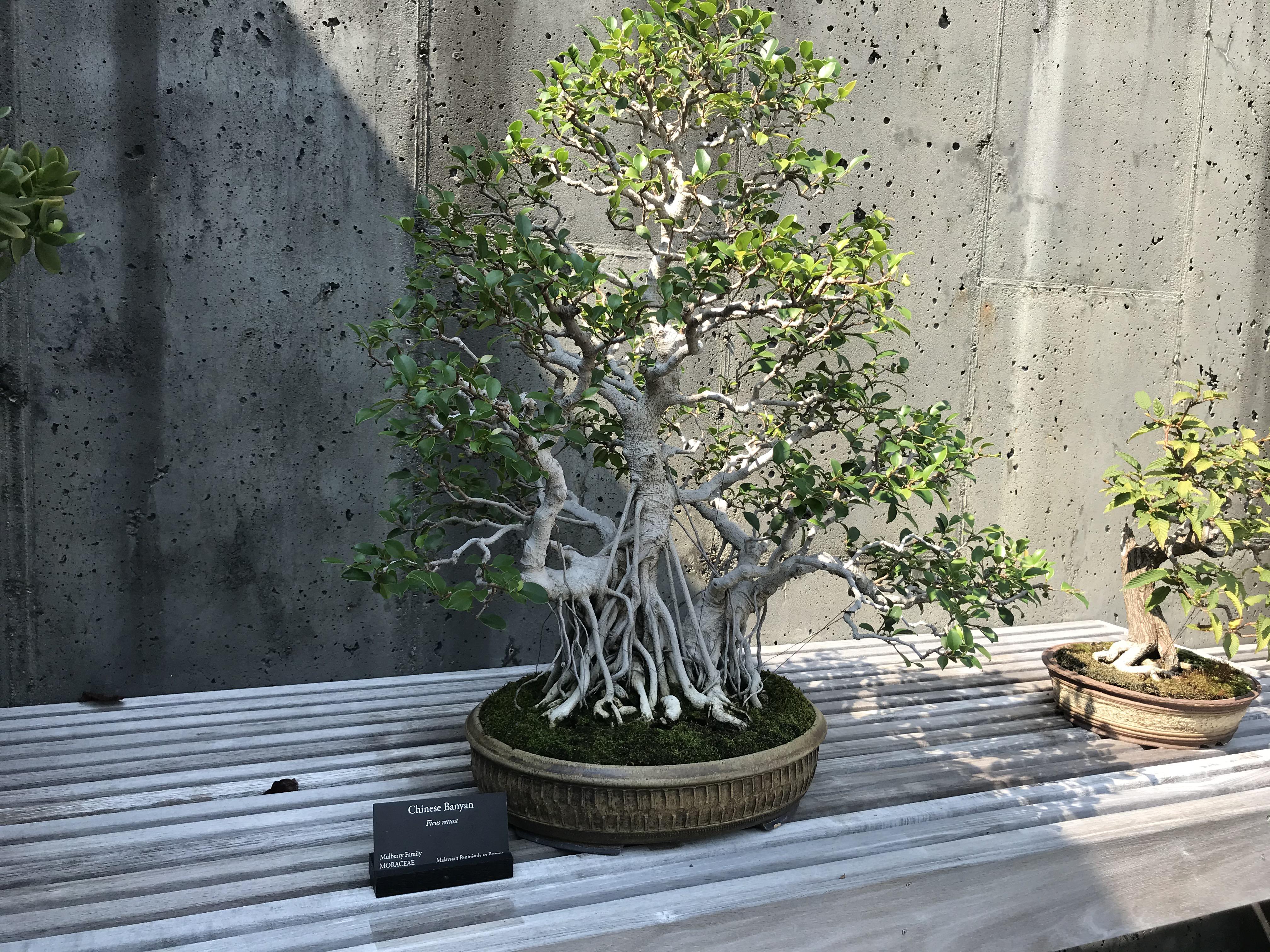 NC Arboretum Bonsai r/Bonsai