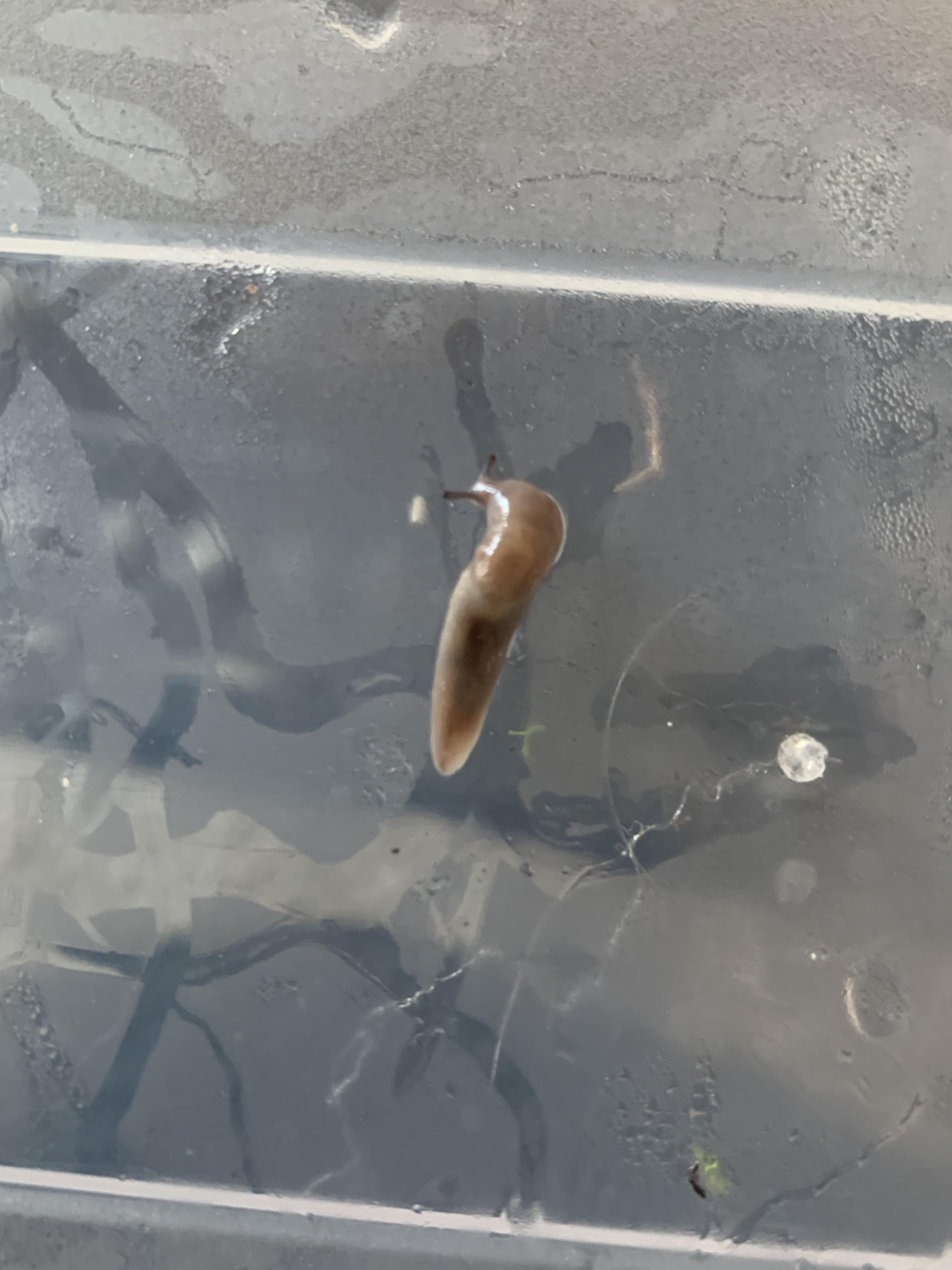 Technically not a bug but found like 15 of these slugs in my Vivarium… anybody know the species