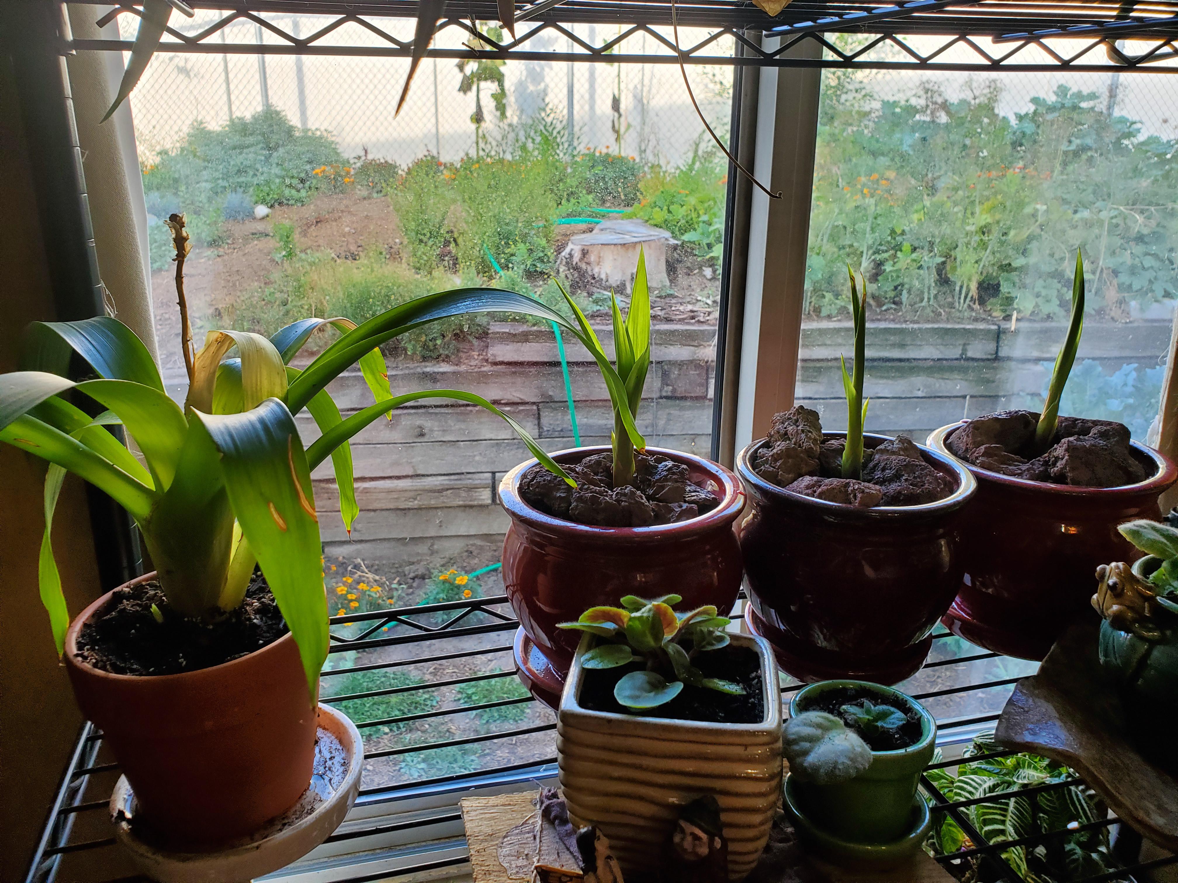 My bromeliads flower died back and I replanted 3 pups. If you look