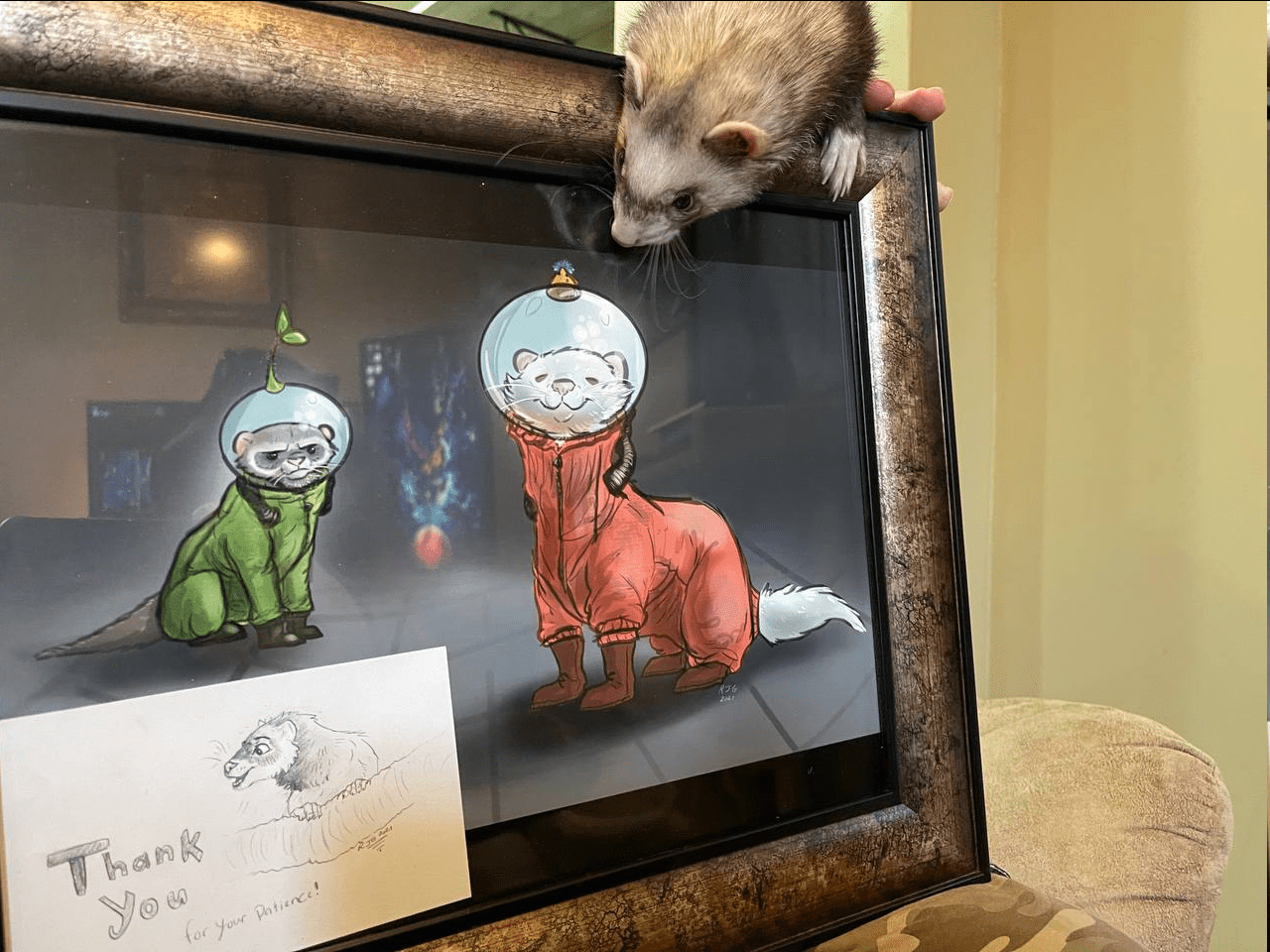 Calm Cat Ferret Zoomies ferret