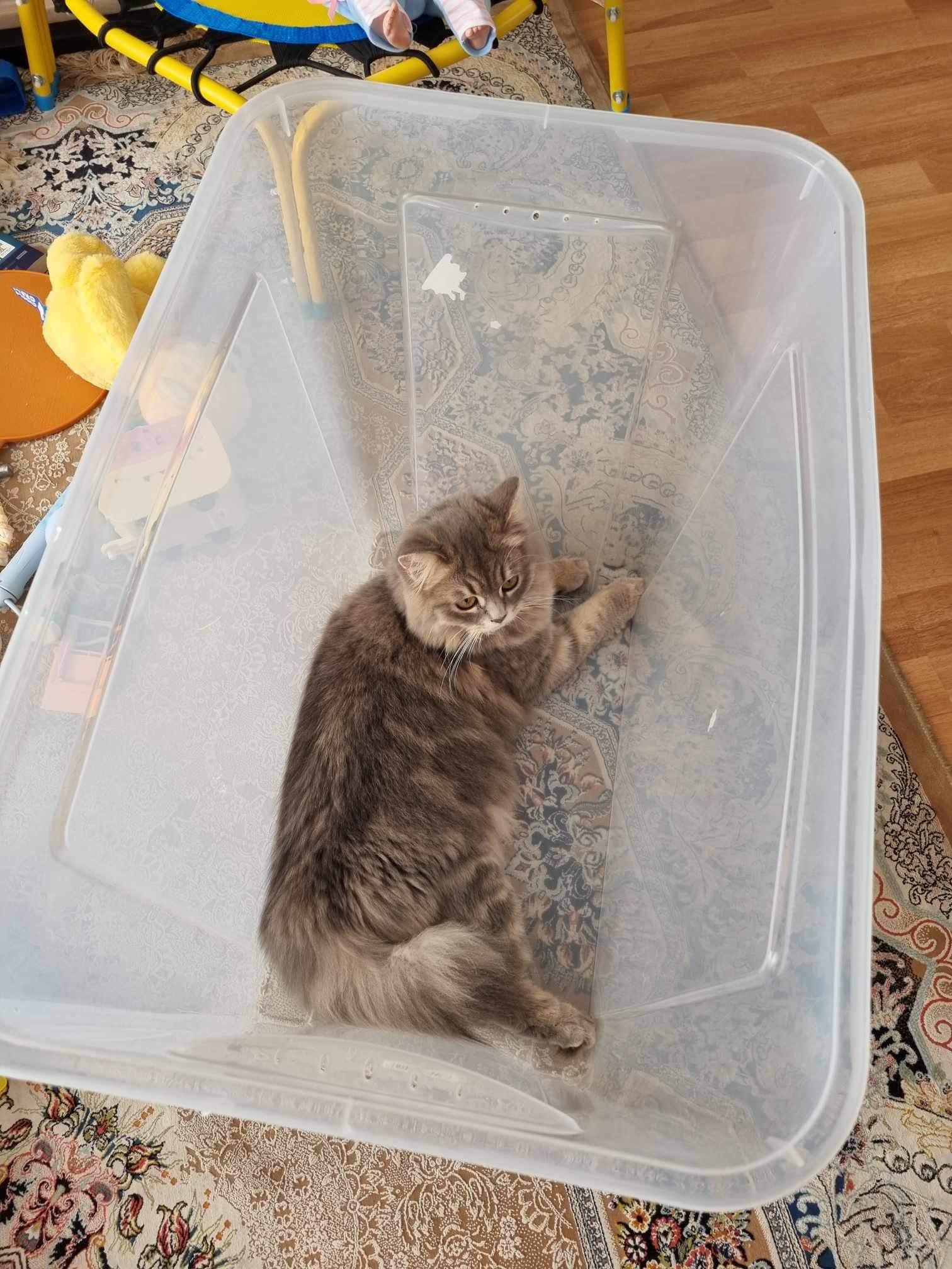 What is the reason behind cats claiming any box as their own? r/cat