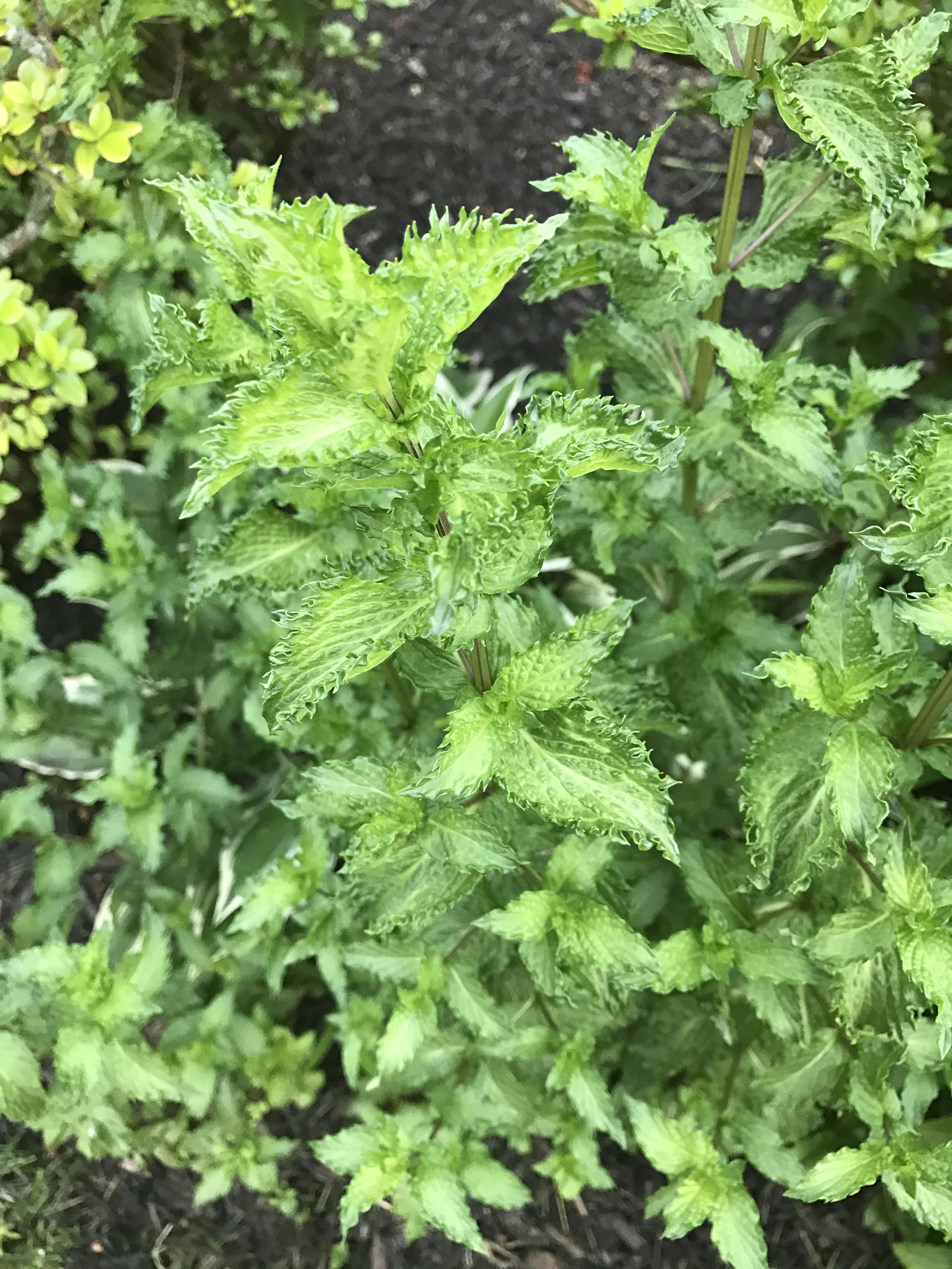 Is This Wild Mint Edible? r/botany