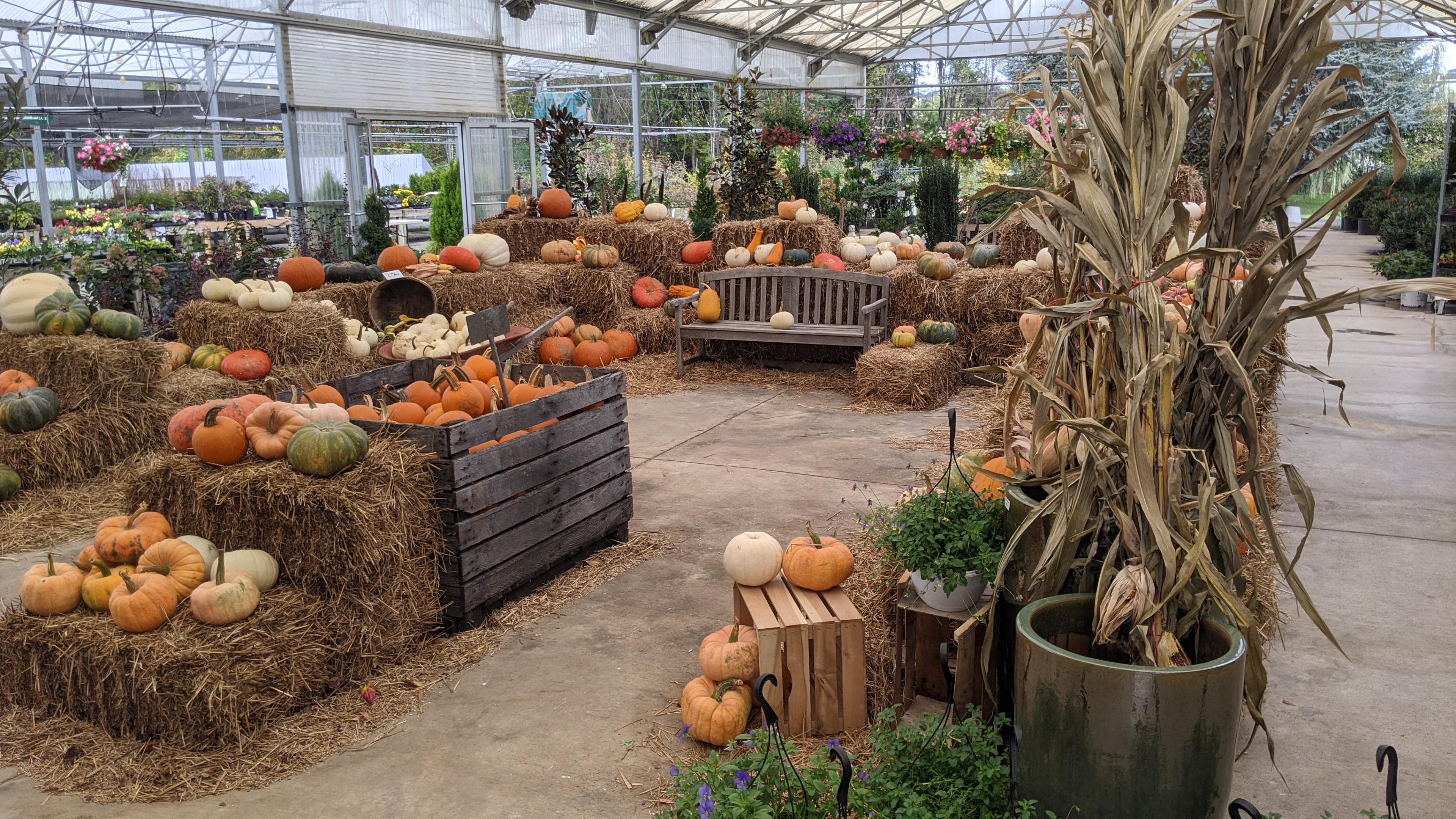 My local nursery set up a fall photo area, it's adorable! r/plants