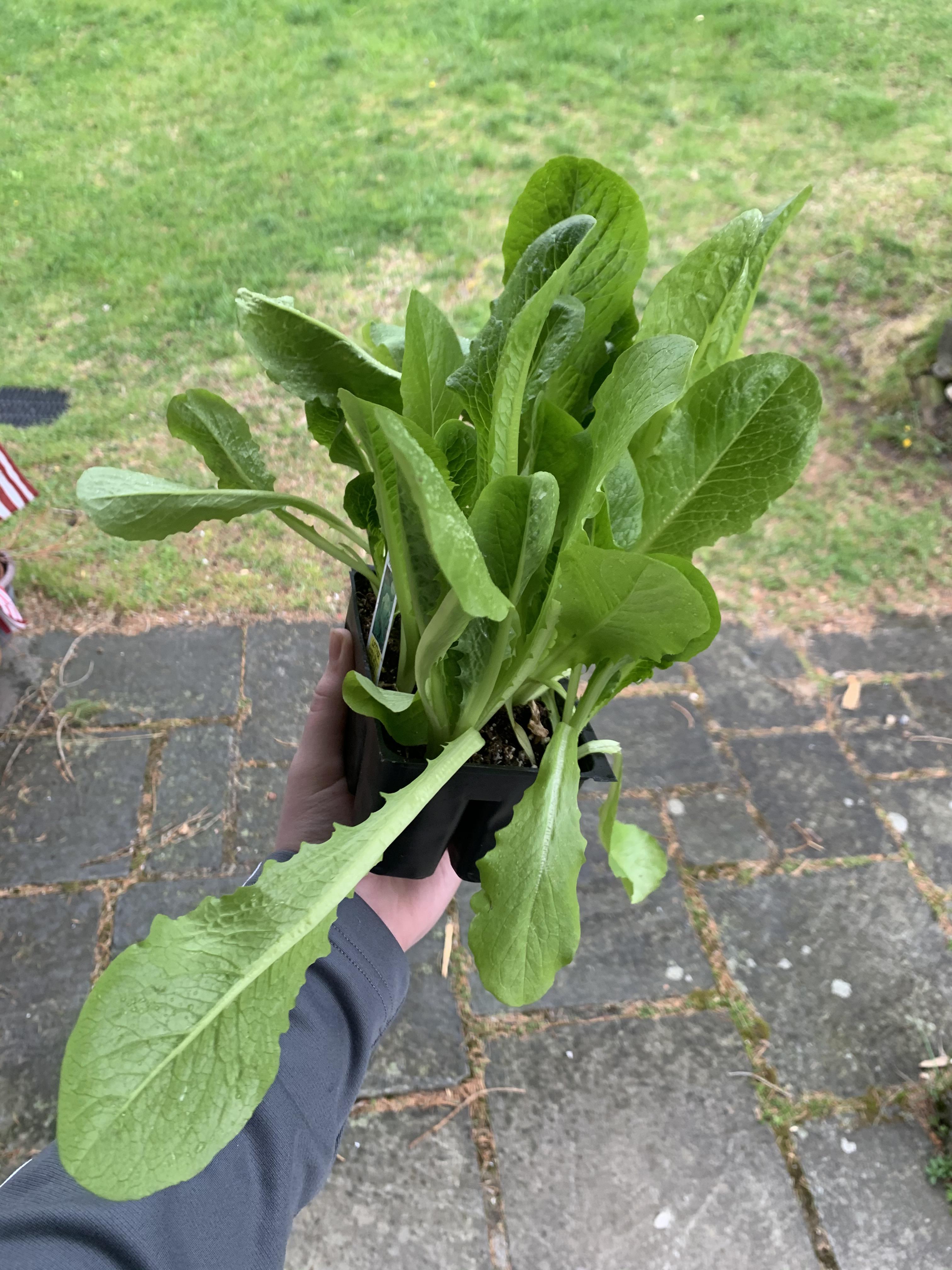 Why are my Romaine lettuce leaves limp? Some of them are even yellow. I