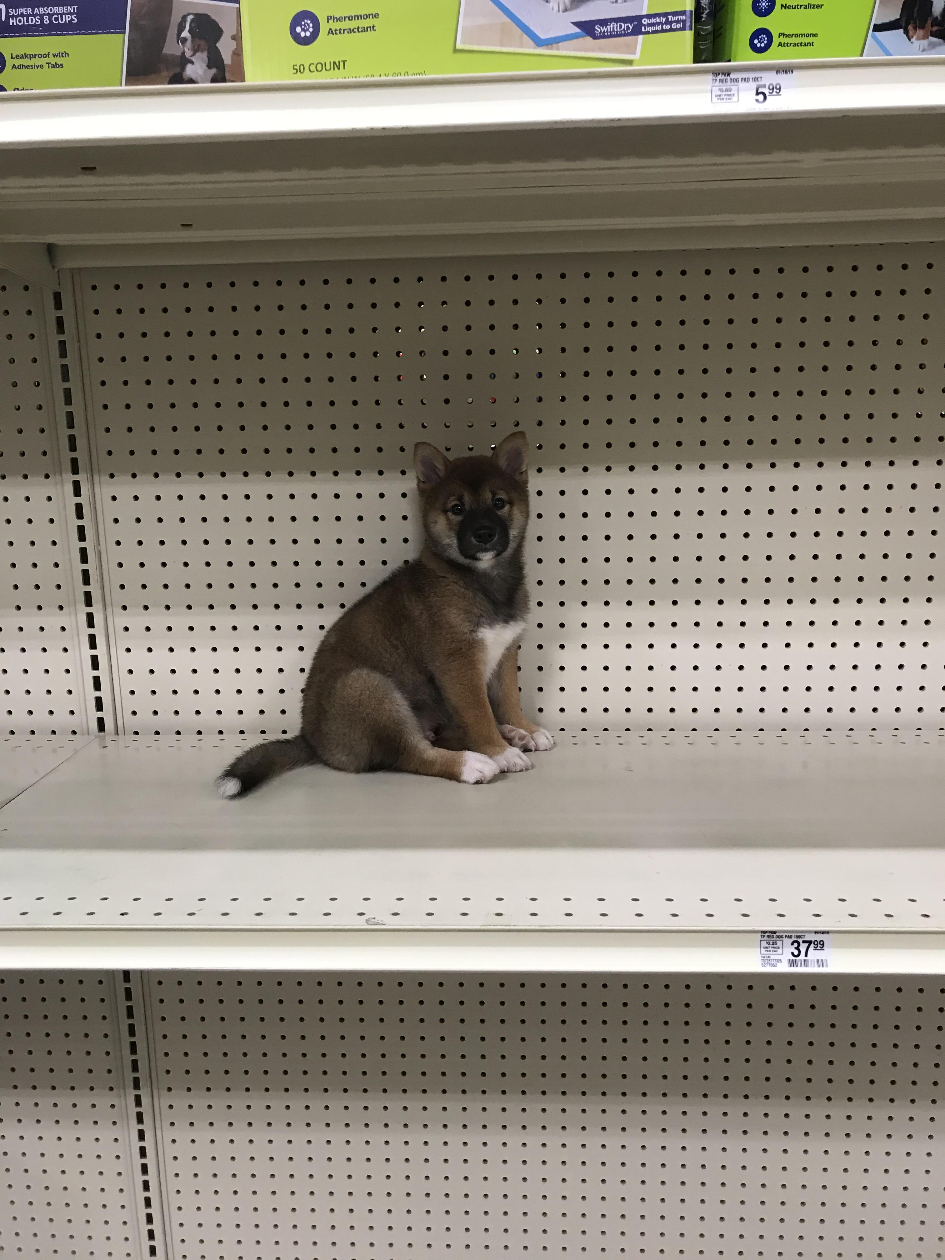 First visit to Petsmart 🐕 r/aww