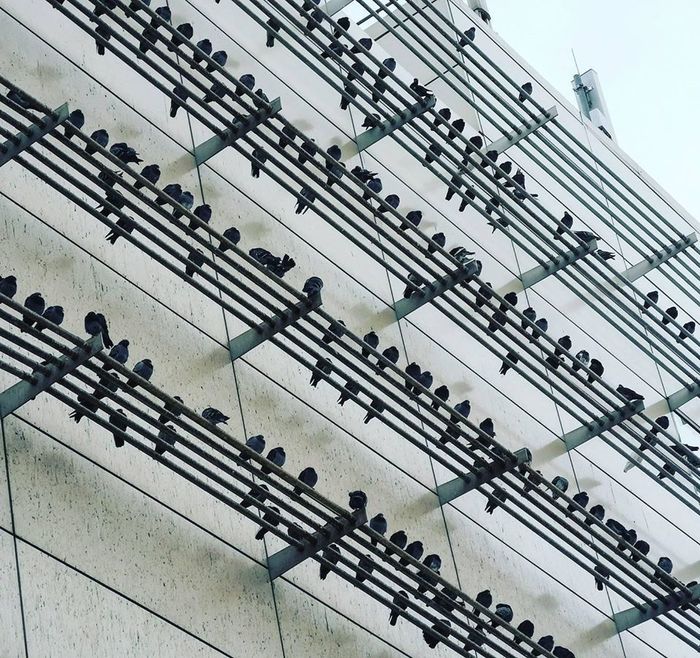 These birds look like musical notes r/classicalmusic