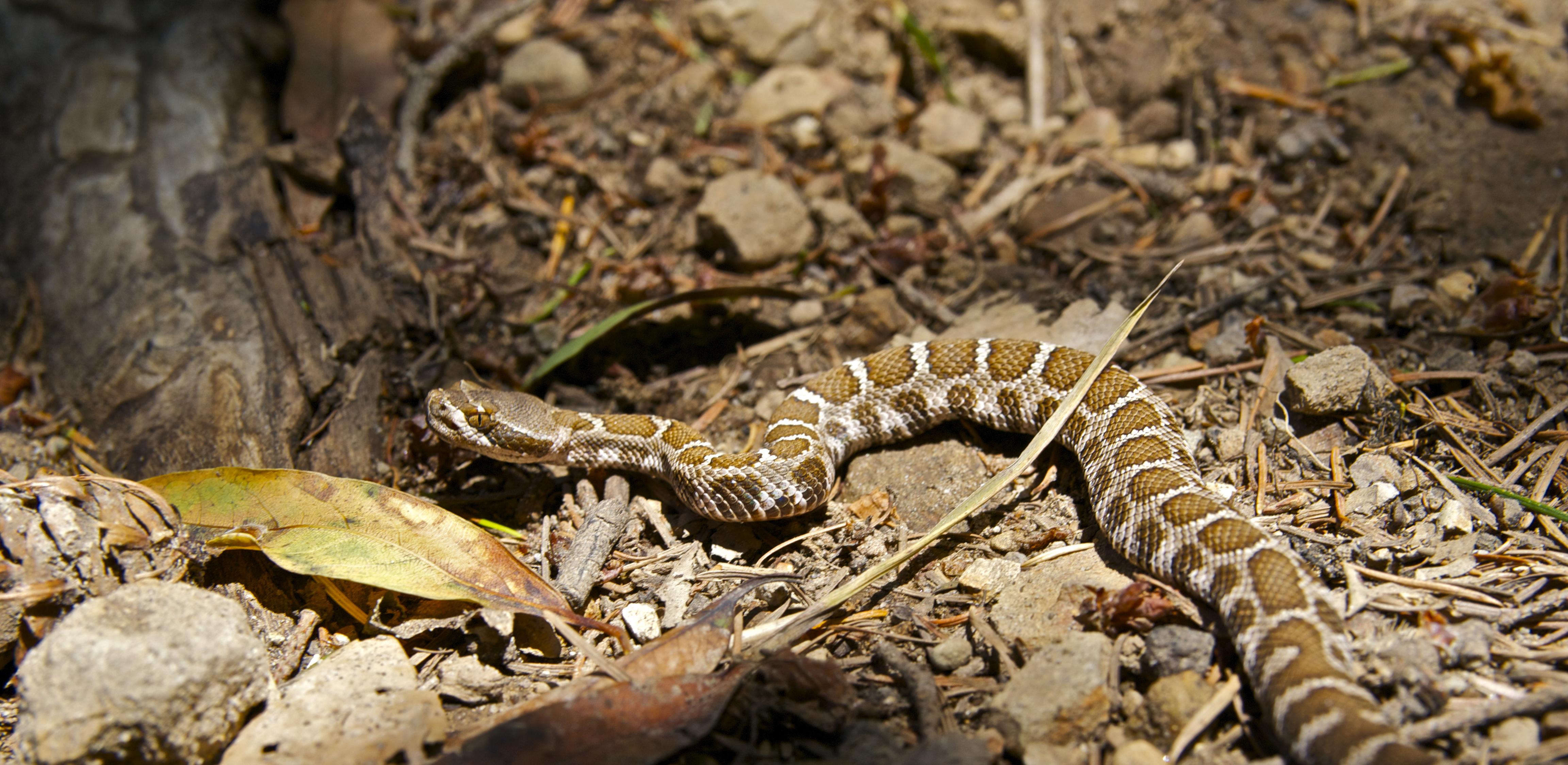 Snapped this pic of a baby rattlesnake in the wilds of California a few