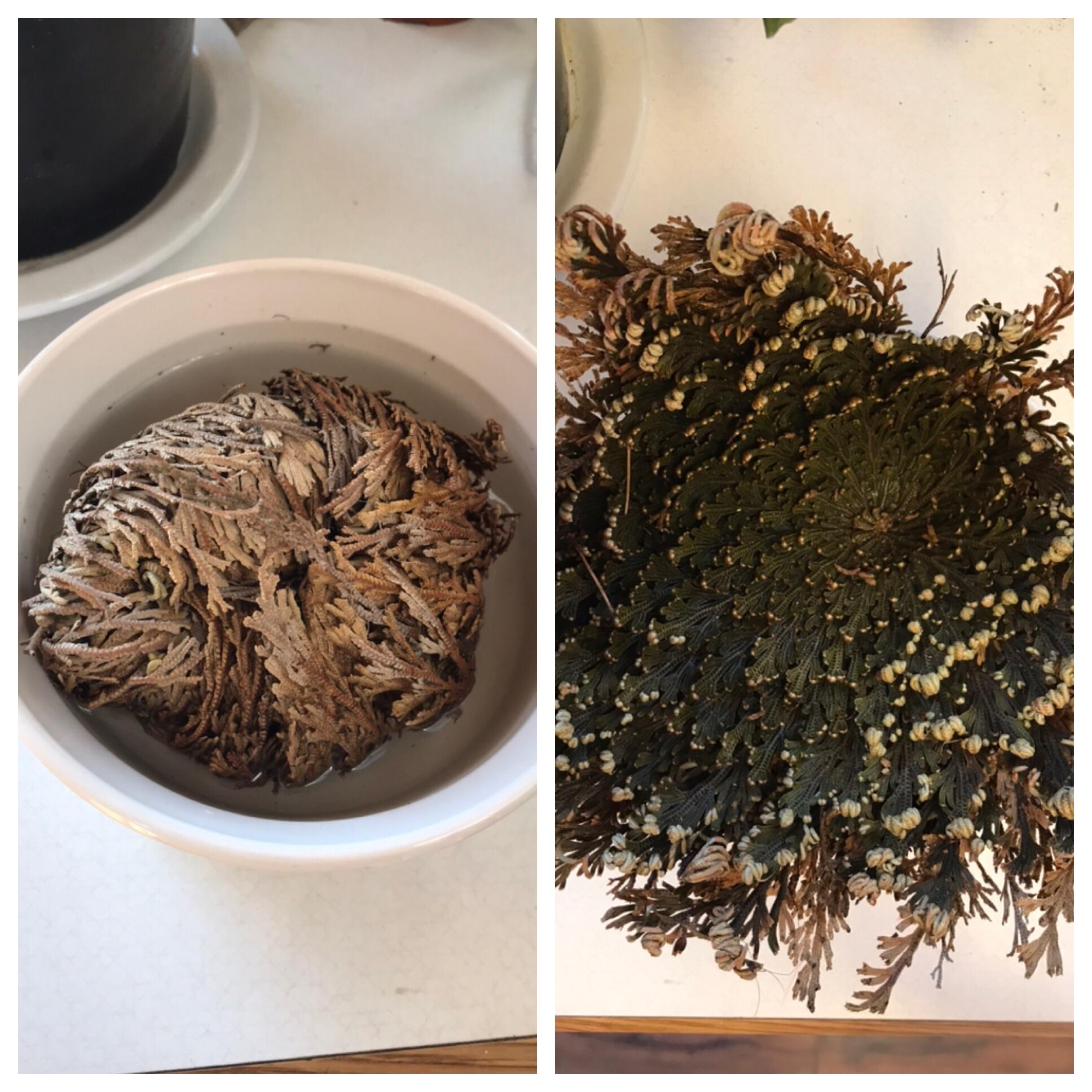 My Resurrection plant before and after soaking in water for 24 hours. r/gardening
