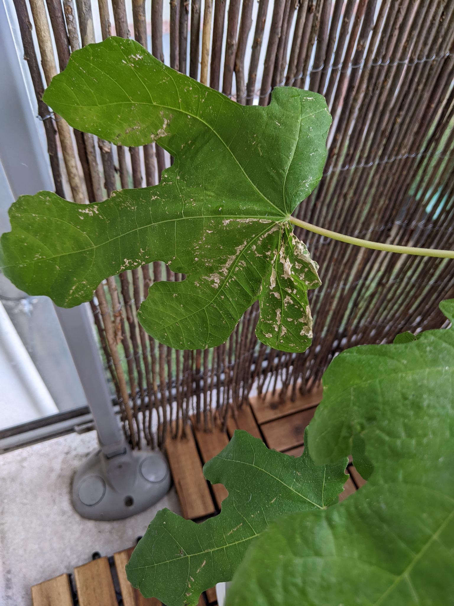 The leaves of my fig tree are deteriorating, do you know what is causing this? r/plantclinic