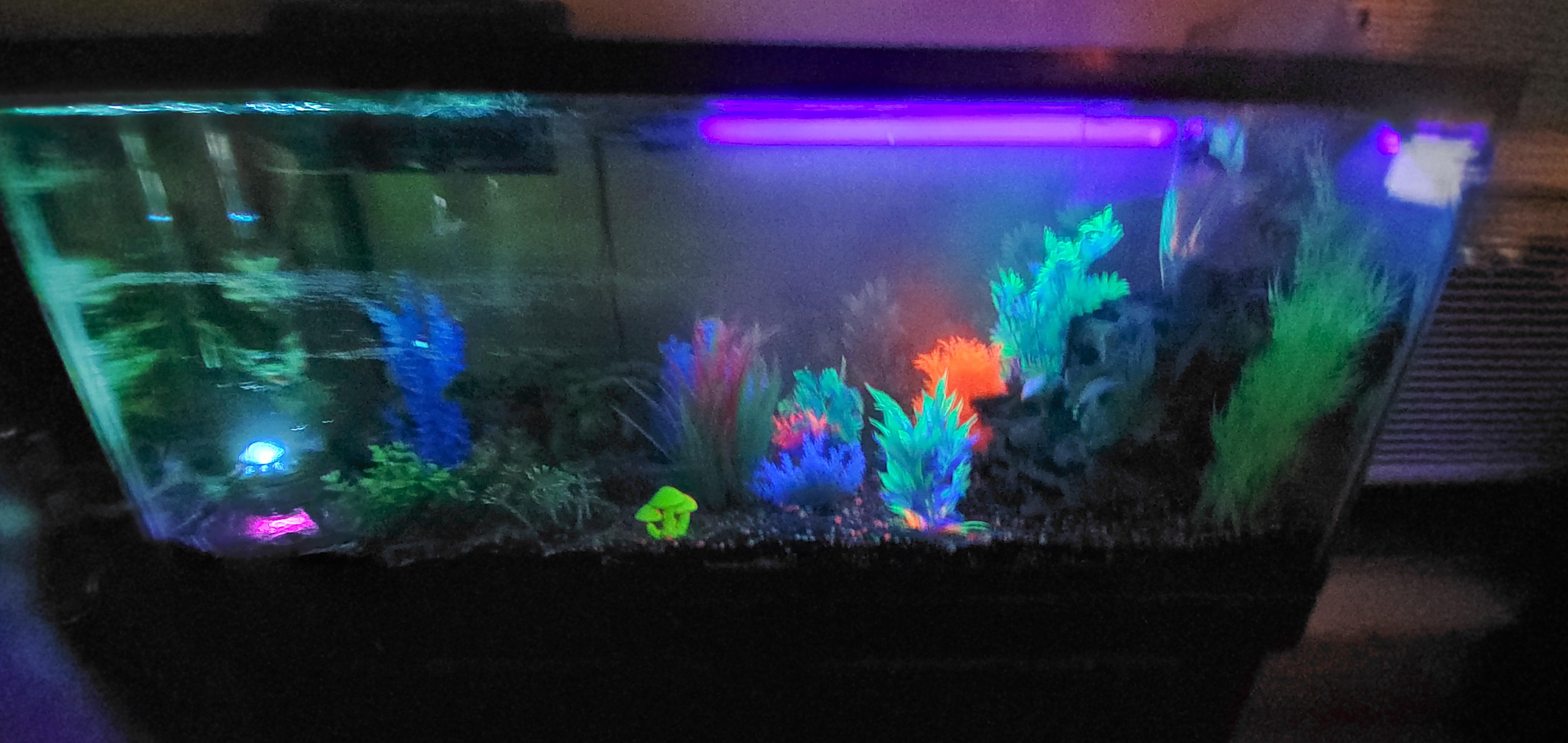 New blacklight tank. Have glo fish and a few schools of varying types
