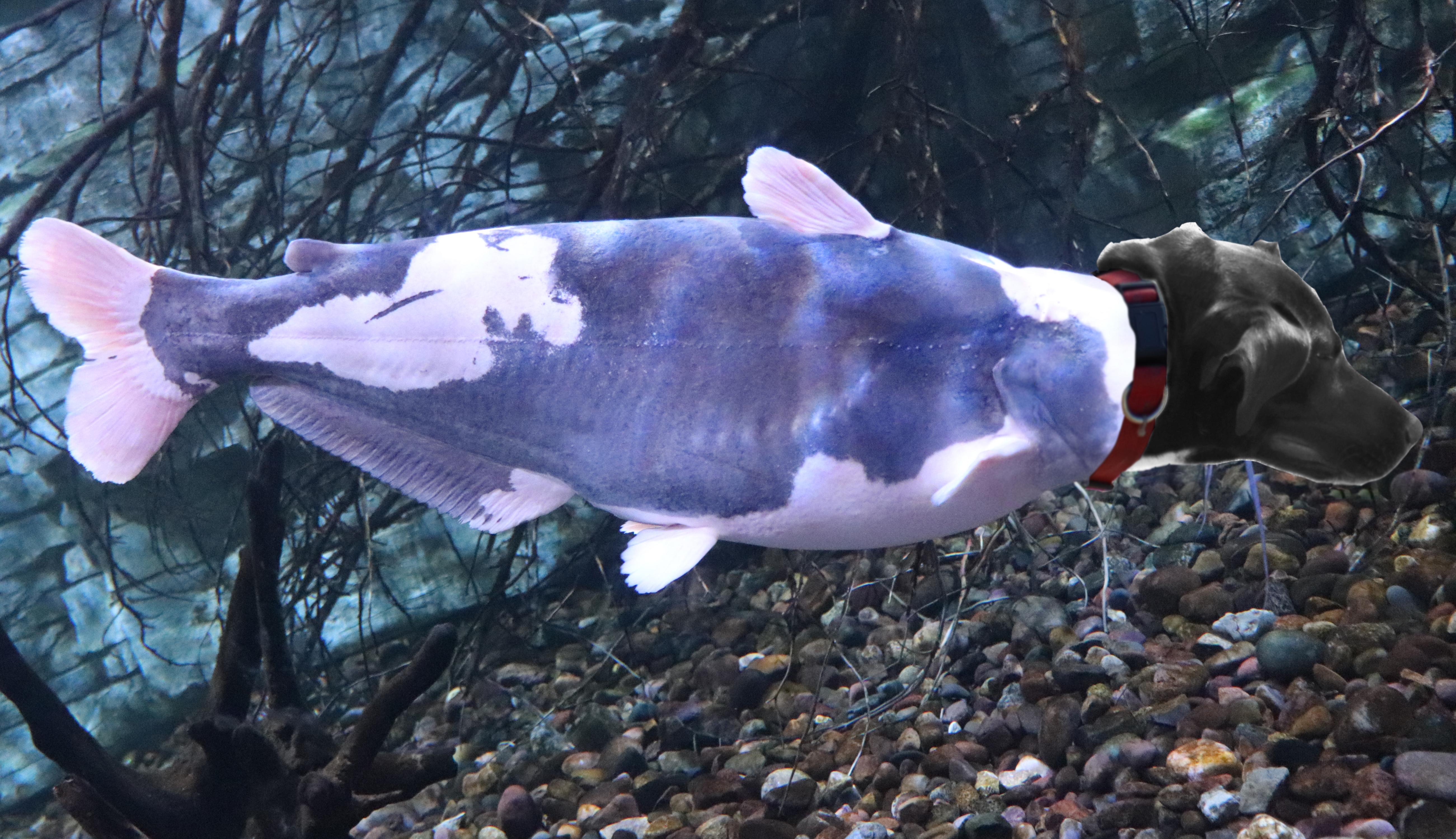 dog fish hybrid r/HybridAnimals