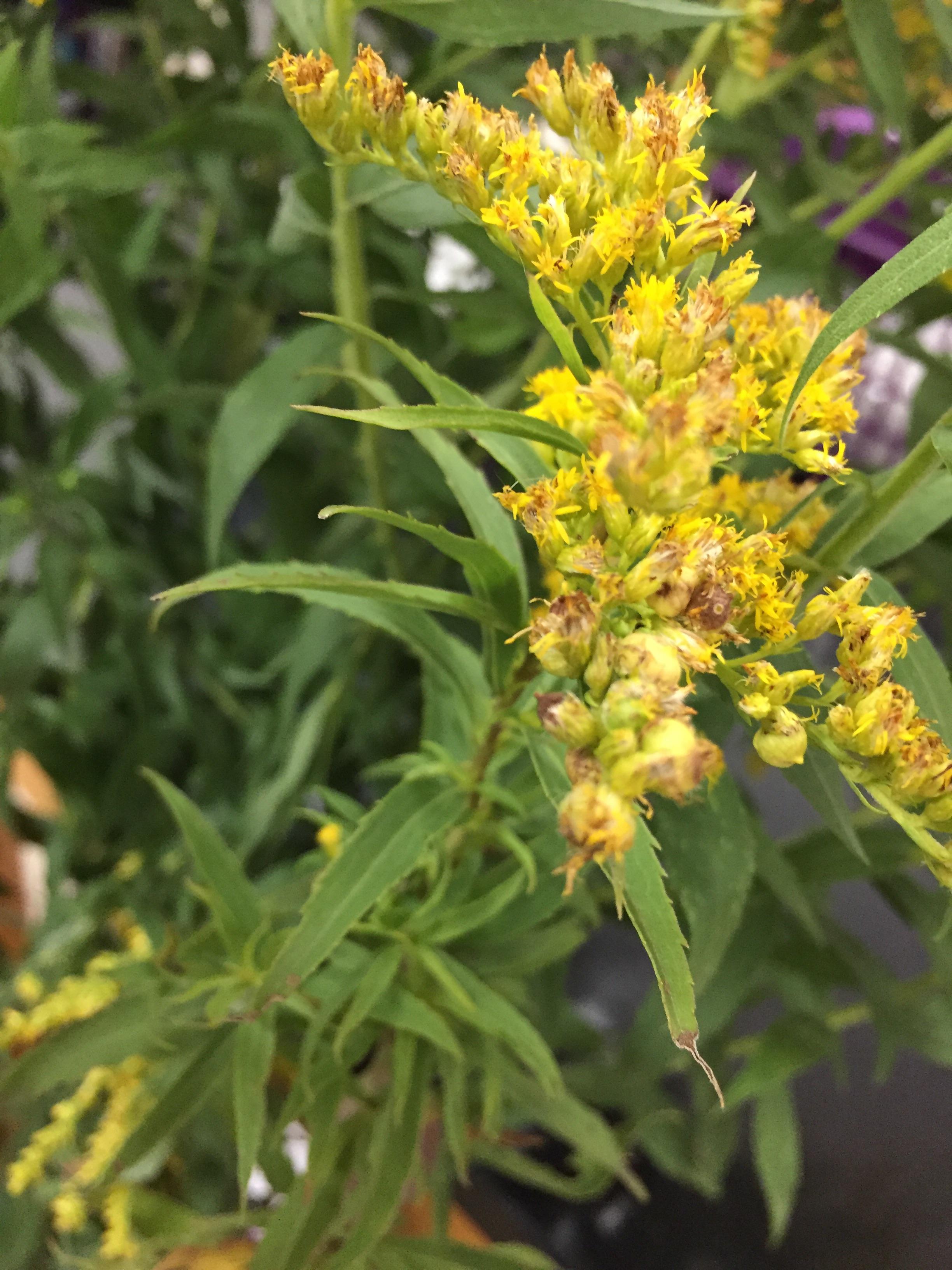 Not sure what type of plant this is (USA, Minnesota, Anoka) r