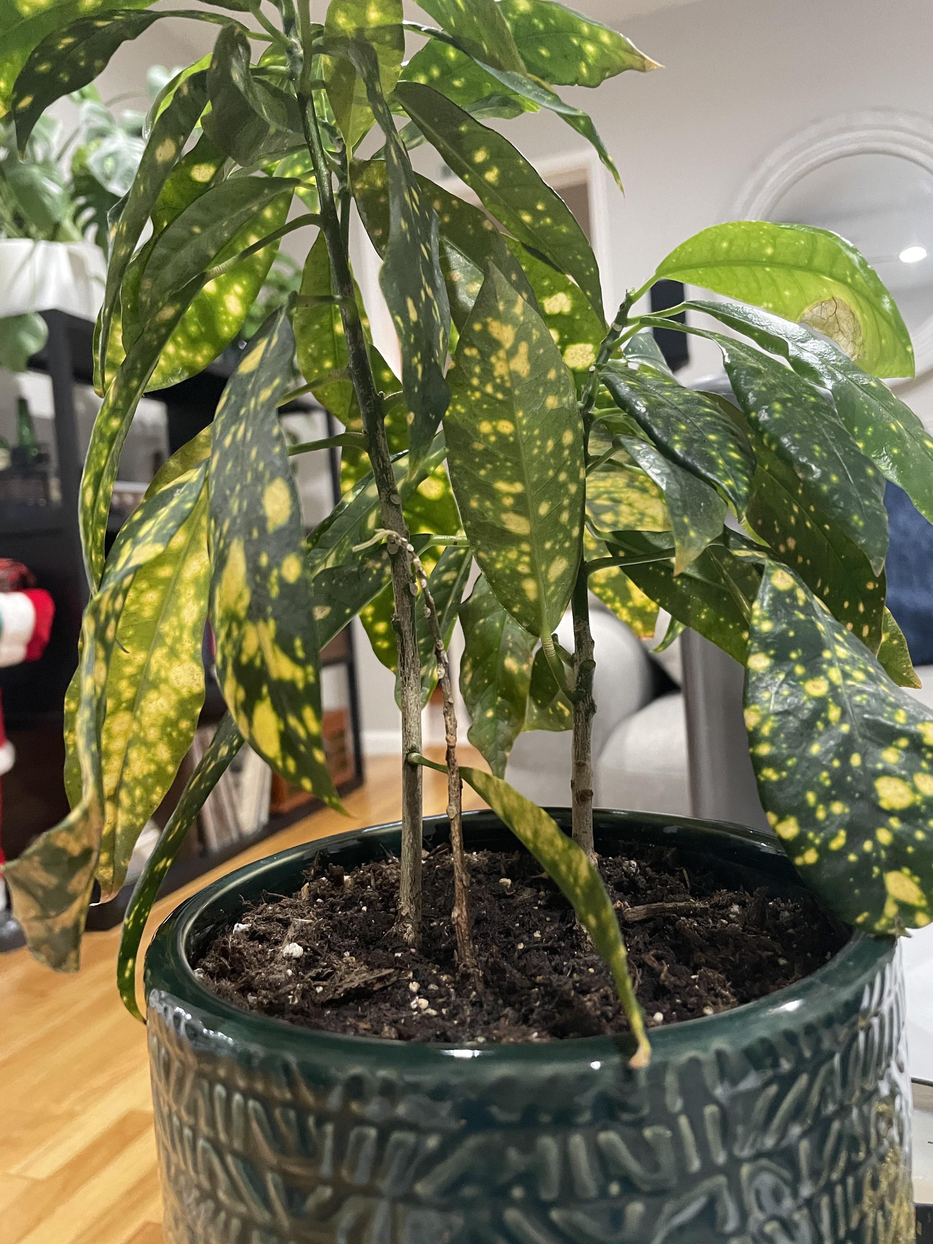 Droopy leaves and all bottom leaves have been dying on golden croton