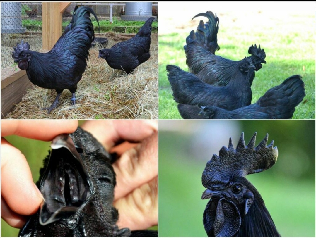 This black chicken. It has black bones, meat and eggs, and most organs