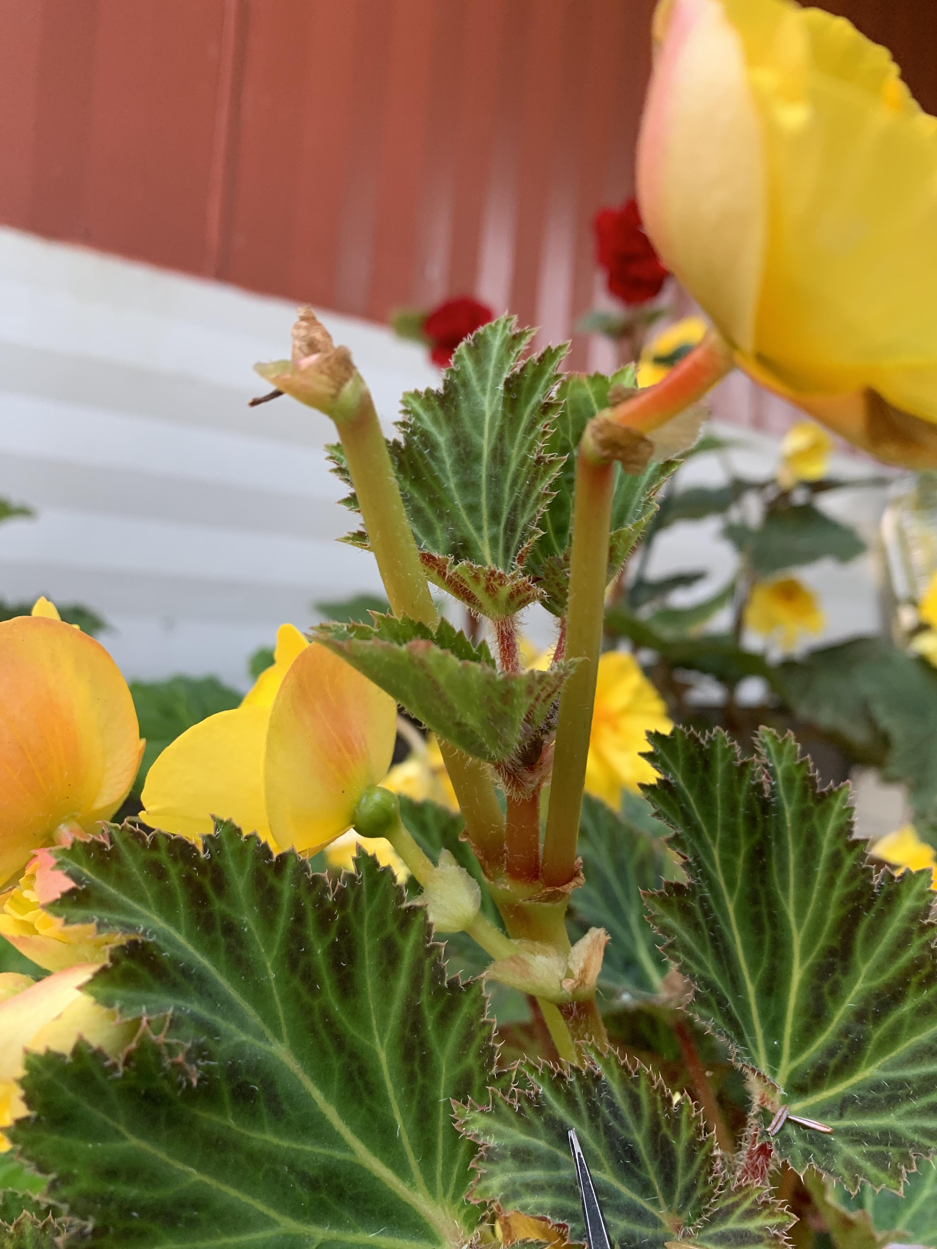 When I deadhead my tuberous begonia, if it leaves a thicker bare stem